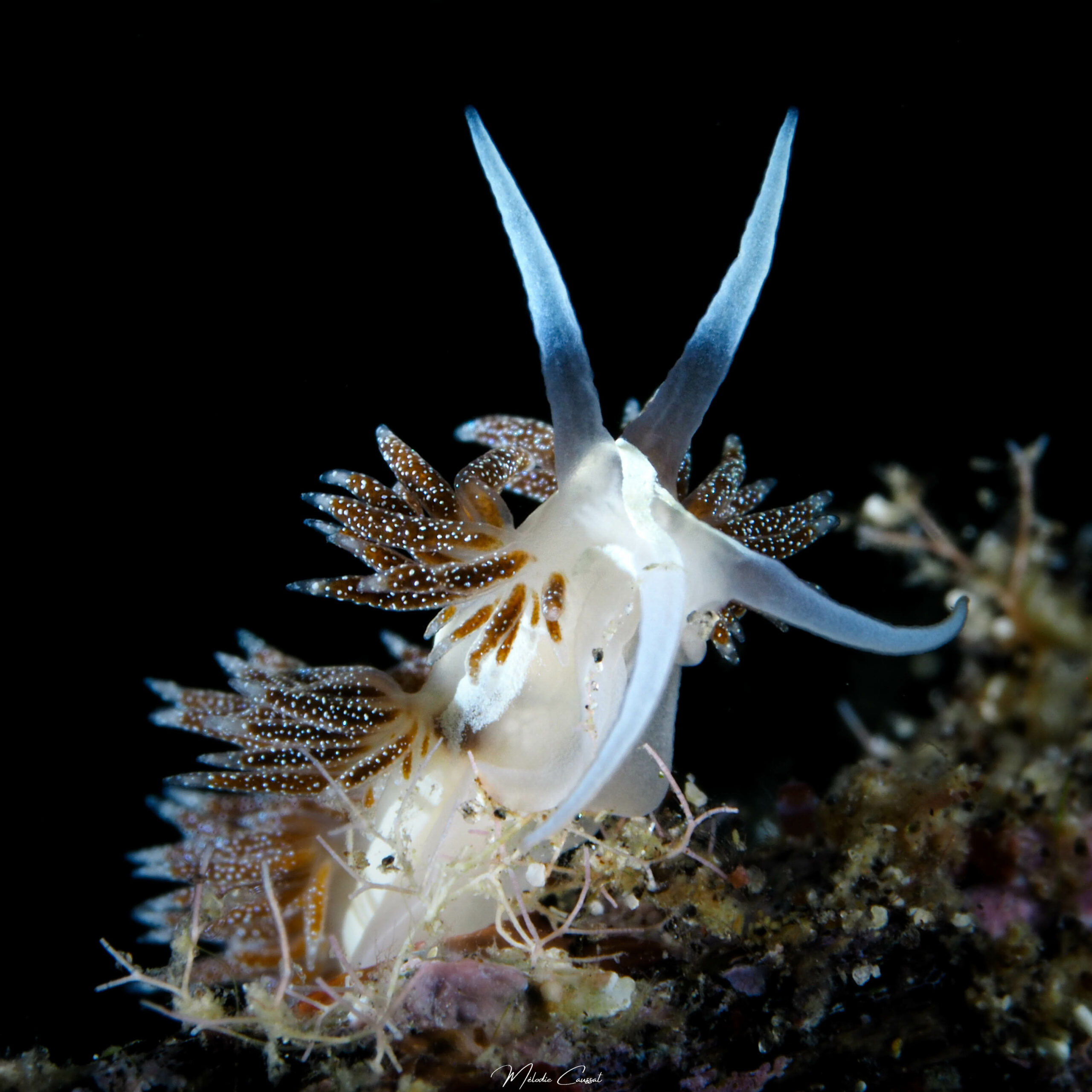 Coryphella verta