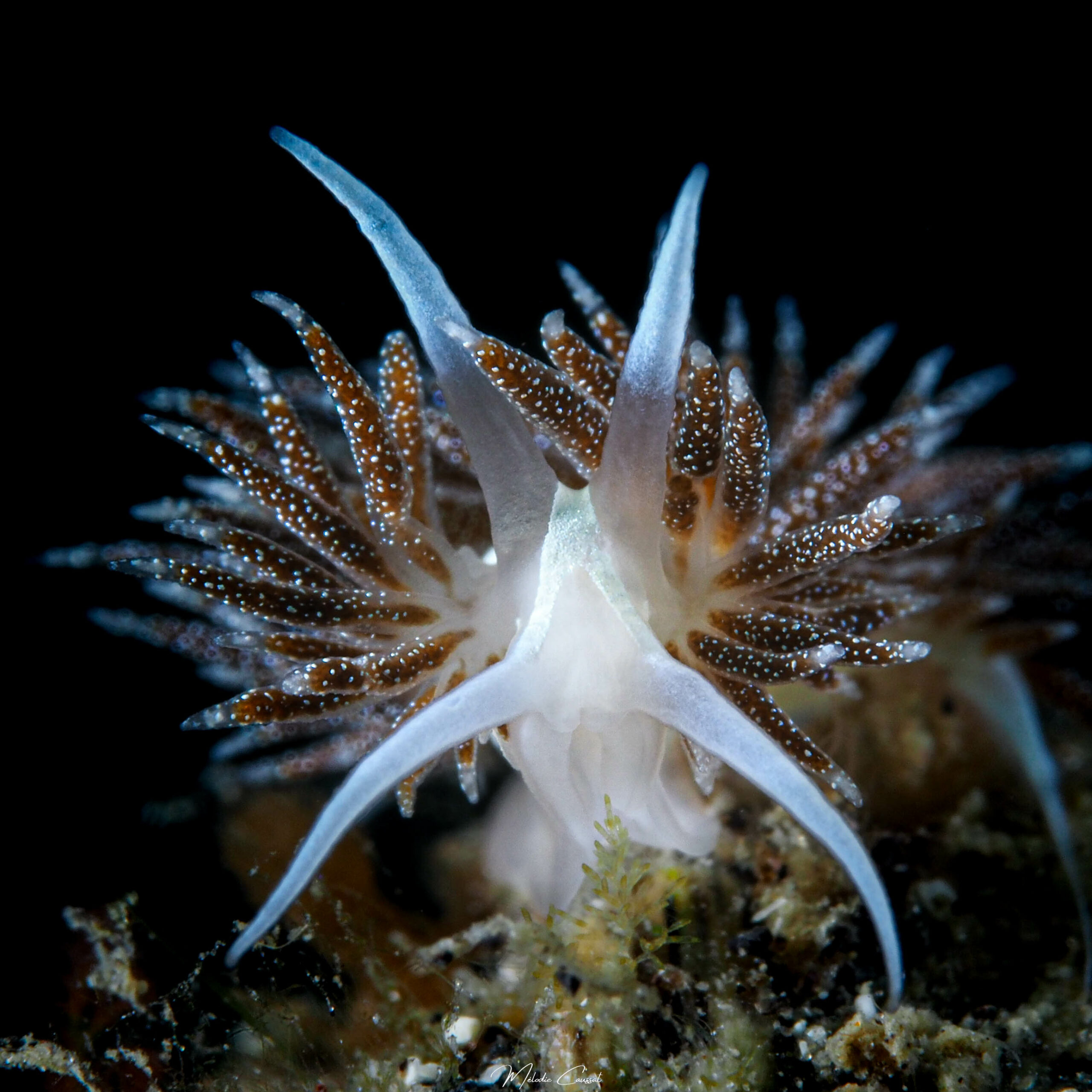 Coryphella verta
