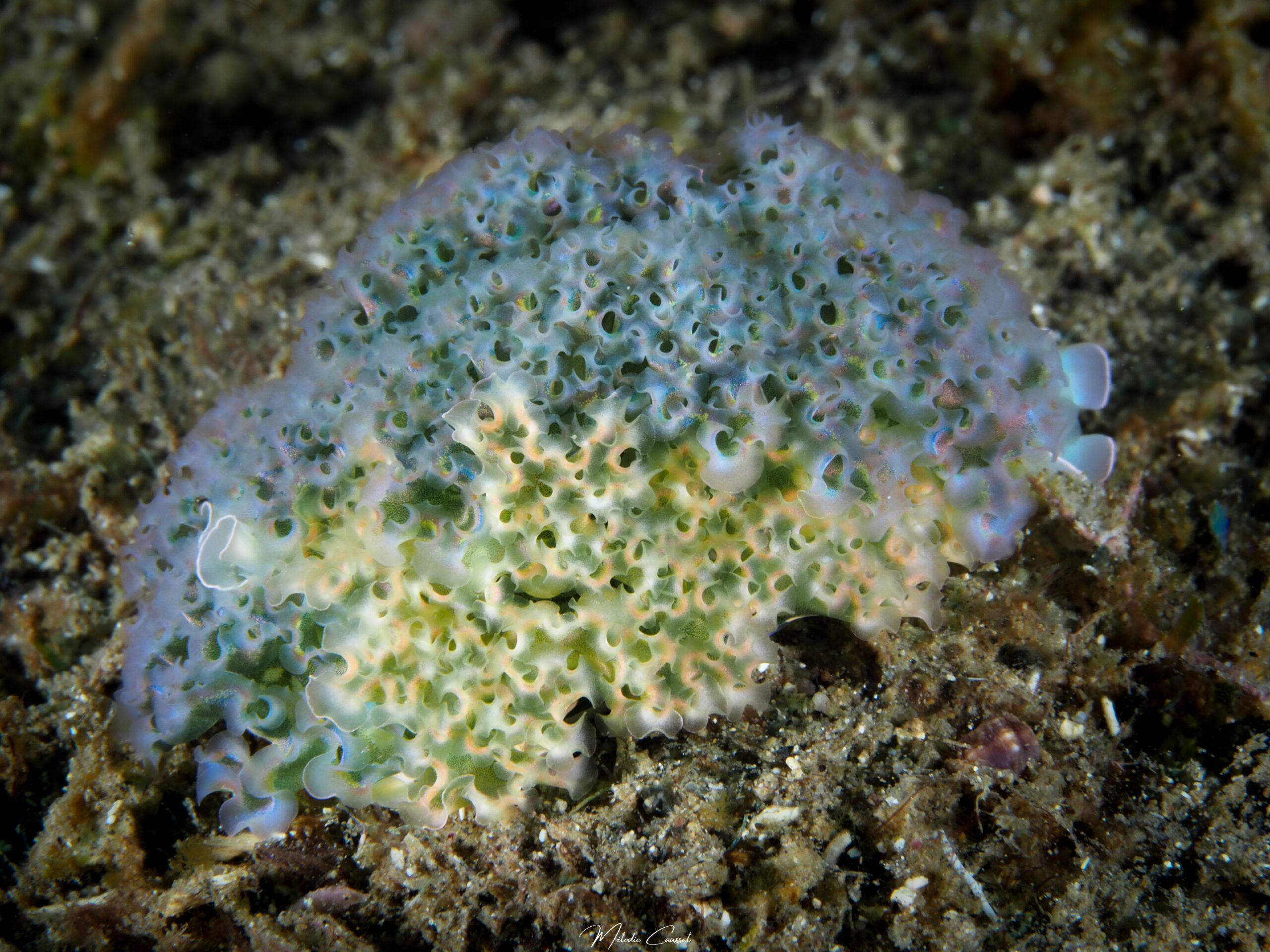 Elysia crispata reproduction