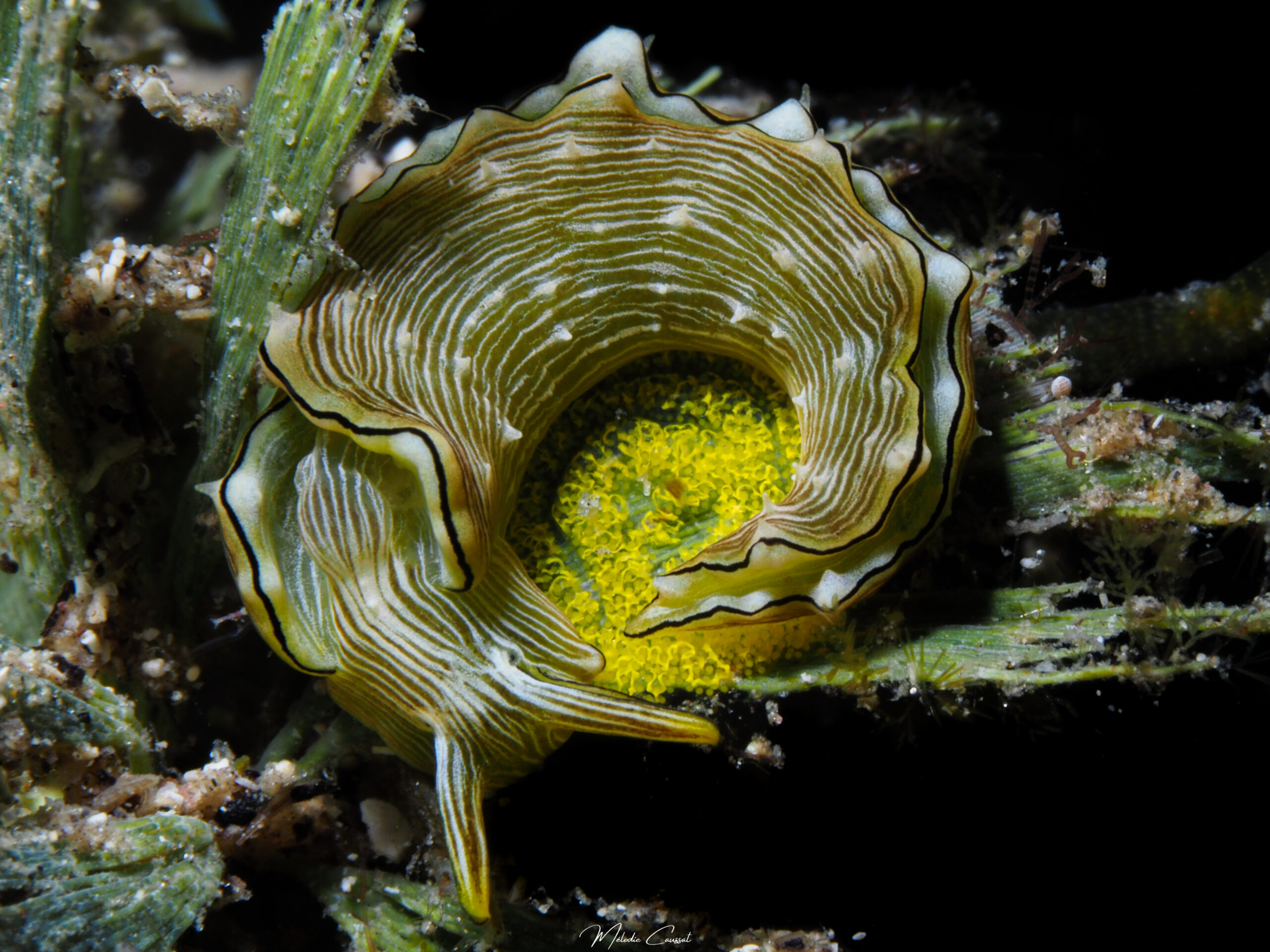 Elysia pratensis