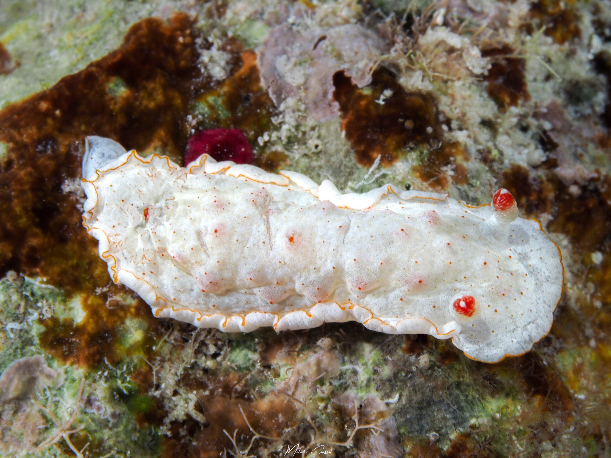 Hexabranchus morsomus juvénile