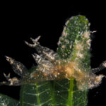 Melibe arianeae