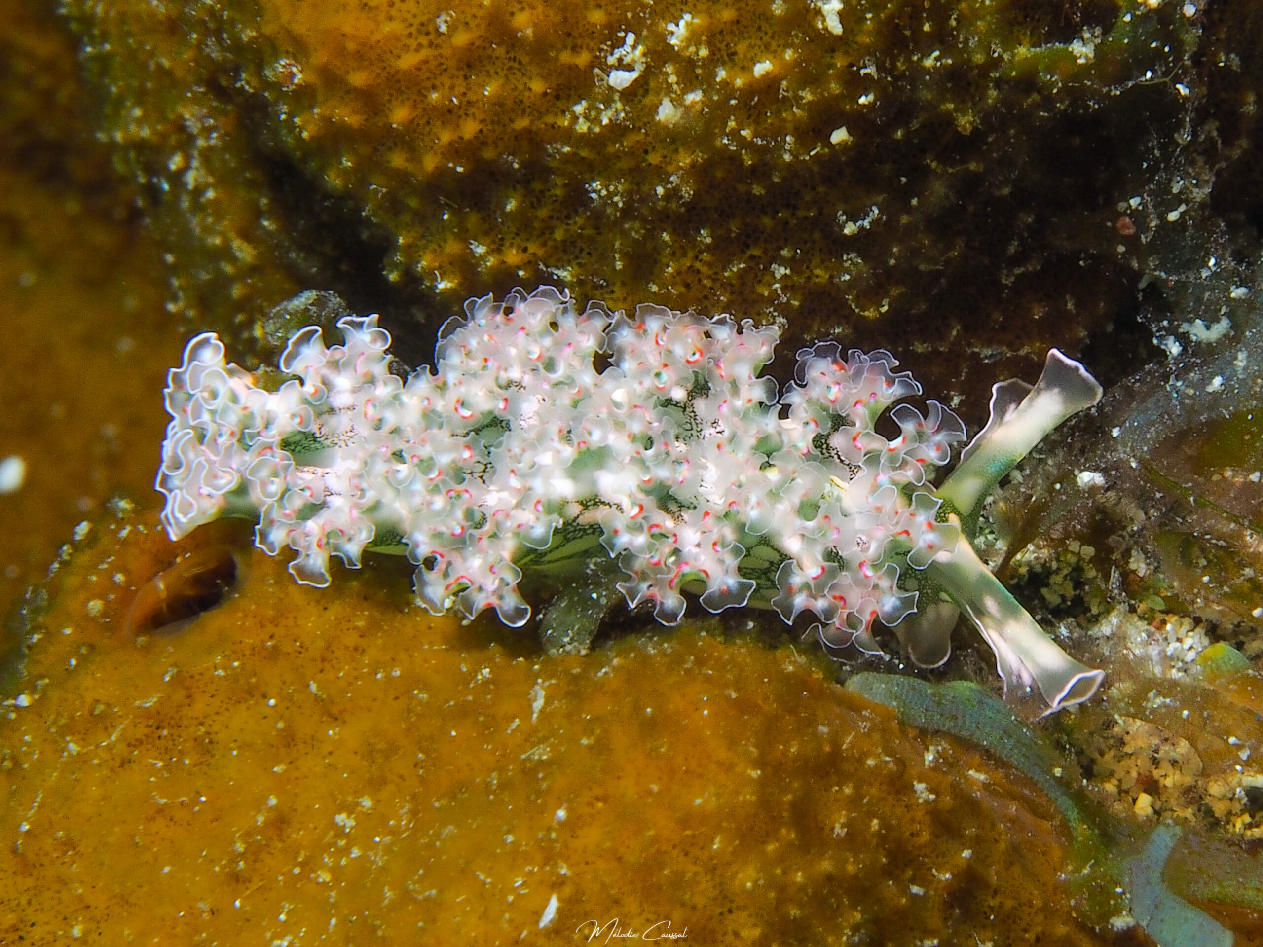 E. crispata 