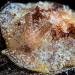 Pleurobranchus areolatus