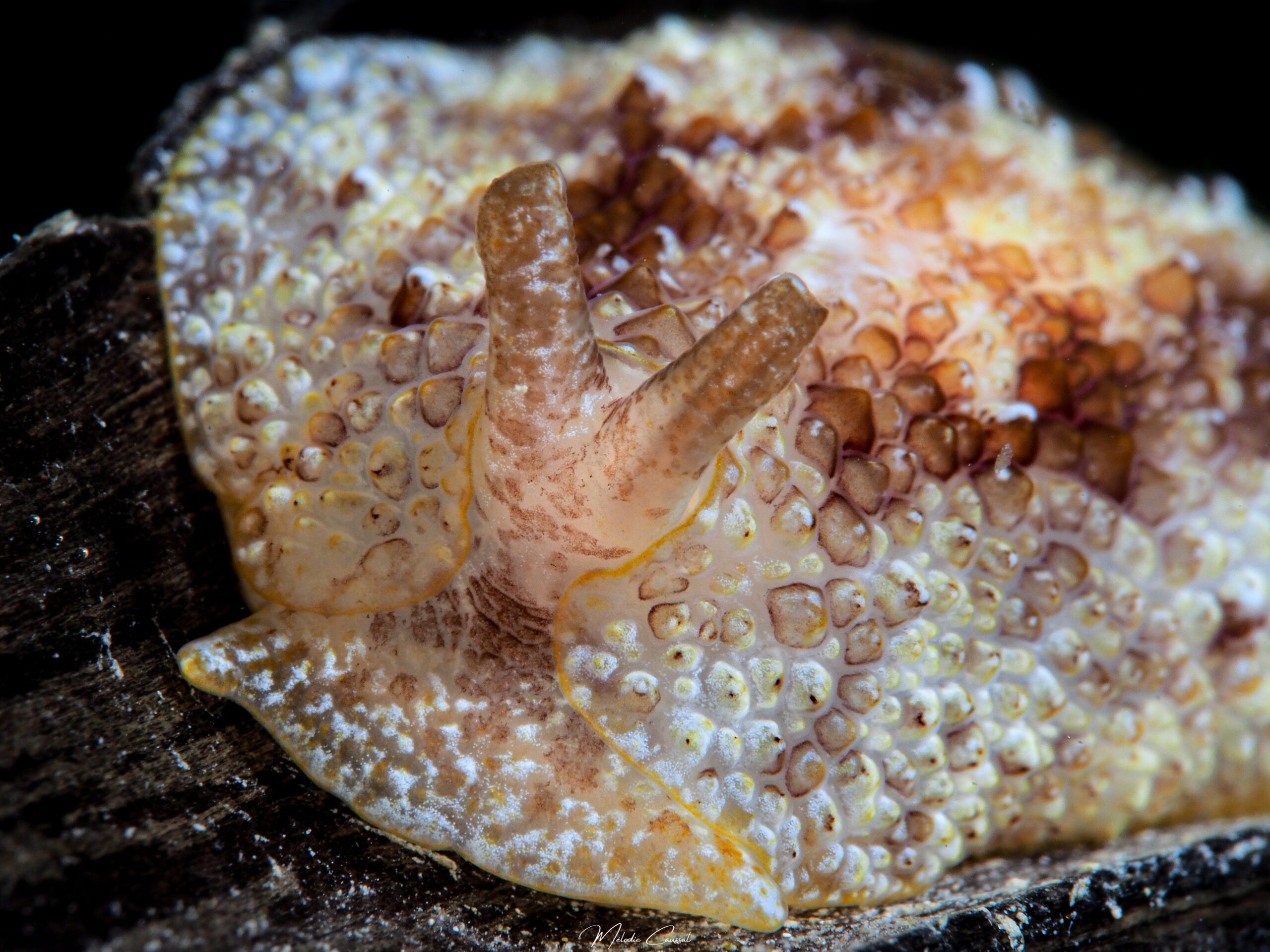 Pleurobranchus areolatus