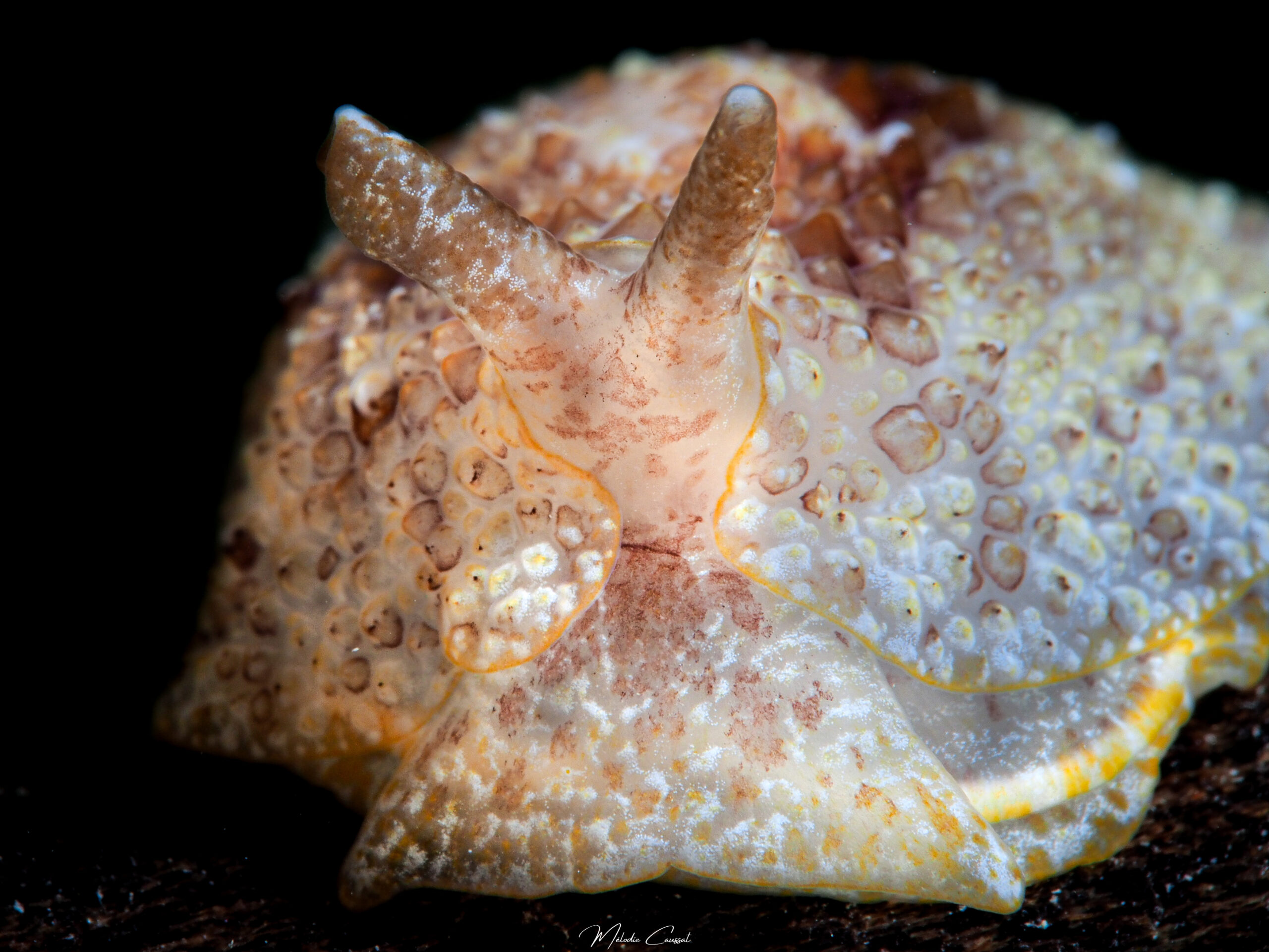 Pleurobranchus areolatus