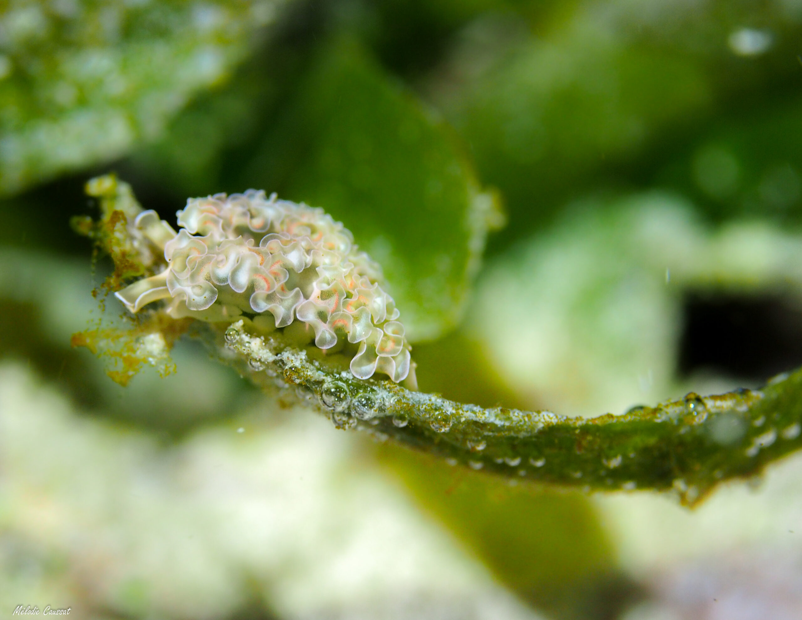 E. crispata sur feuille de Thalassia 