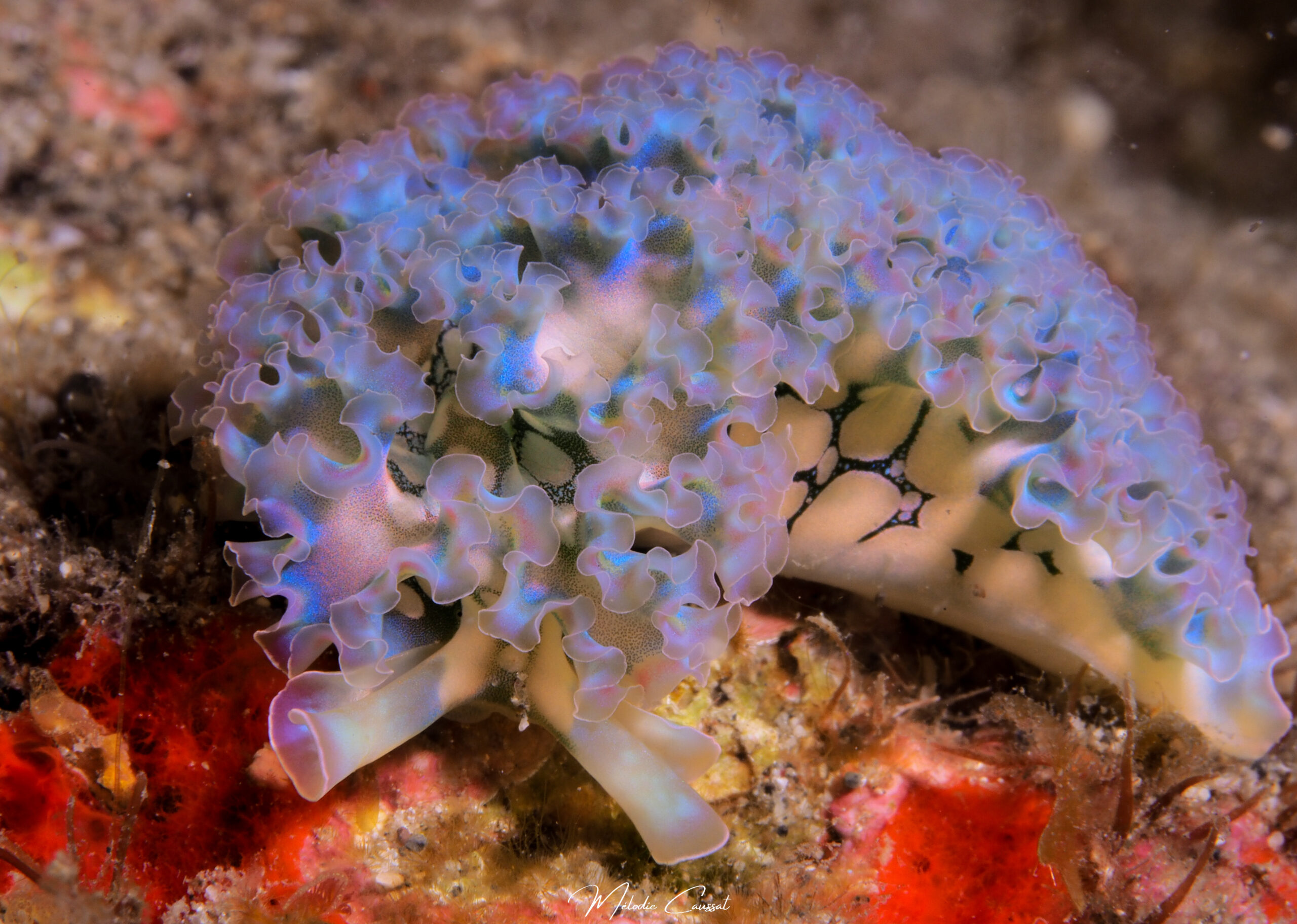 Elysia crispata