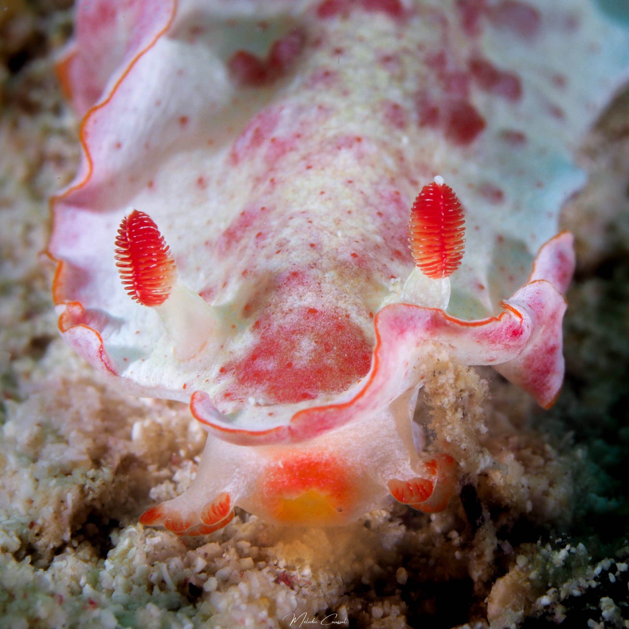 Hexabranchus morsomus de face 