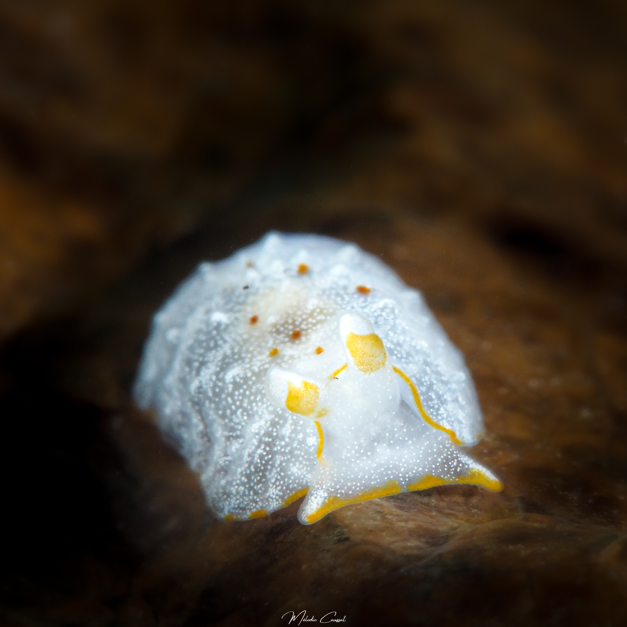 Pleurobranchus areolatus juvénile