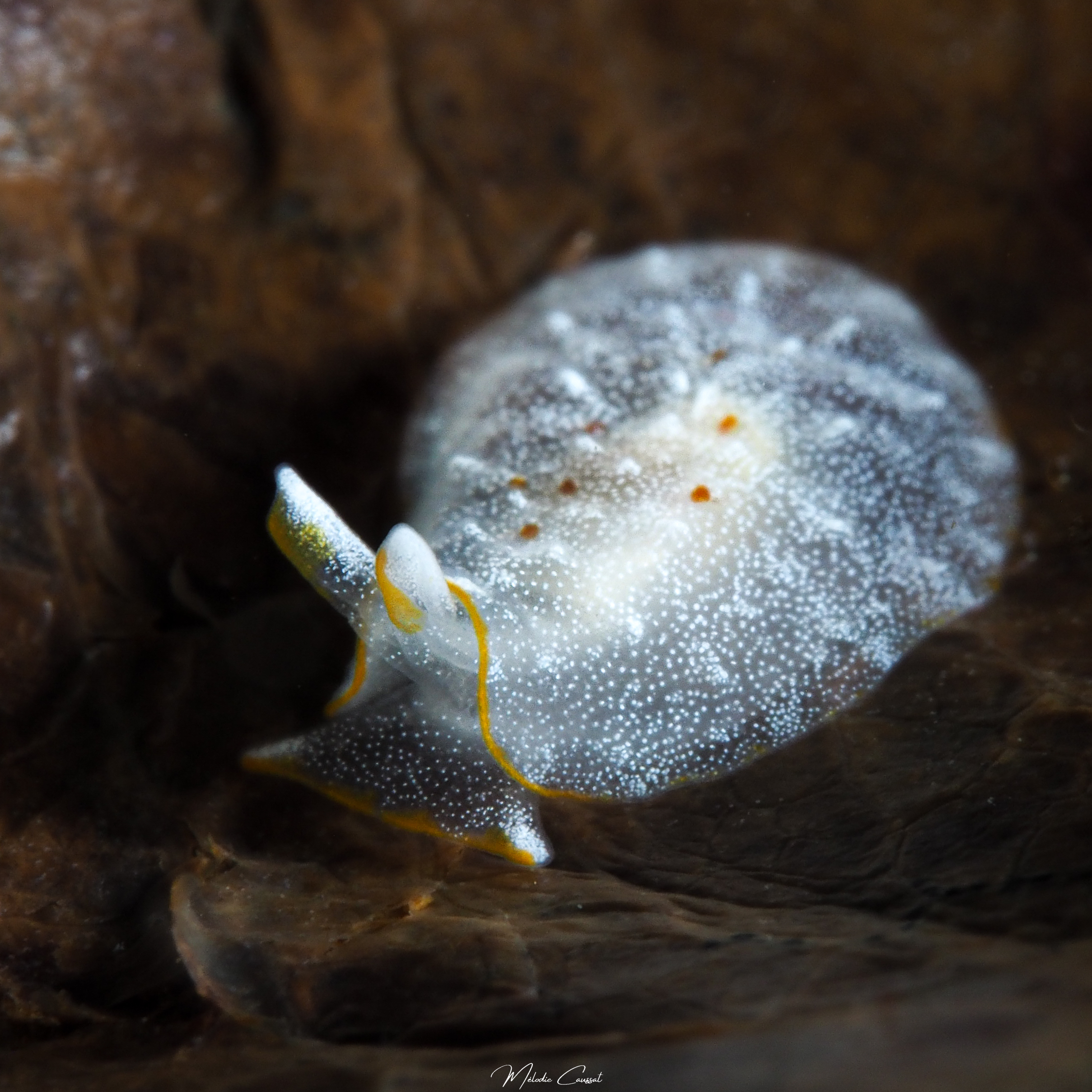 Pleurobranchus areolatus juvénile