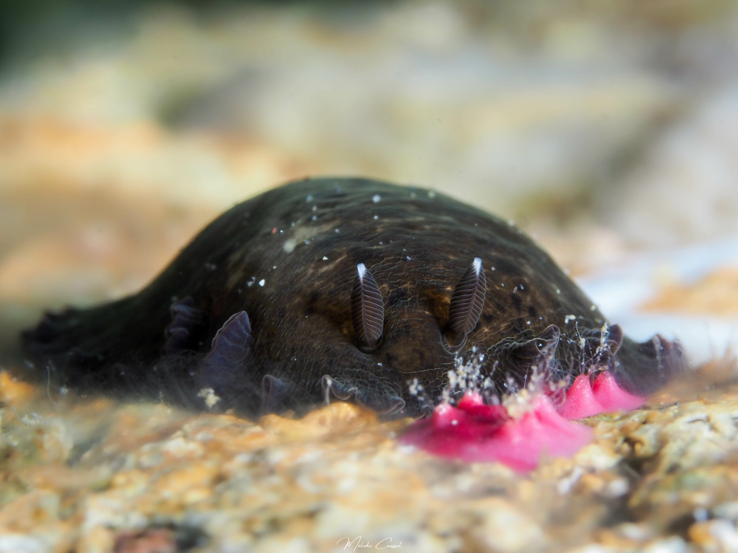 Dendrodoris krebsii