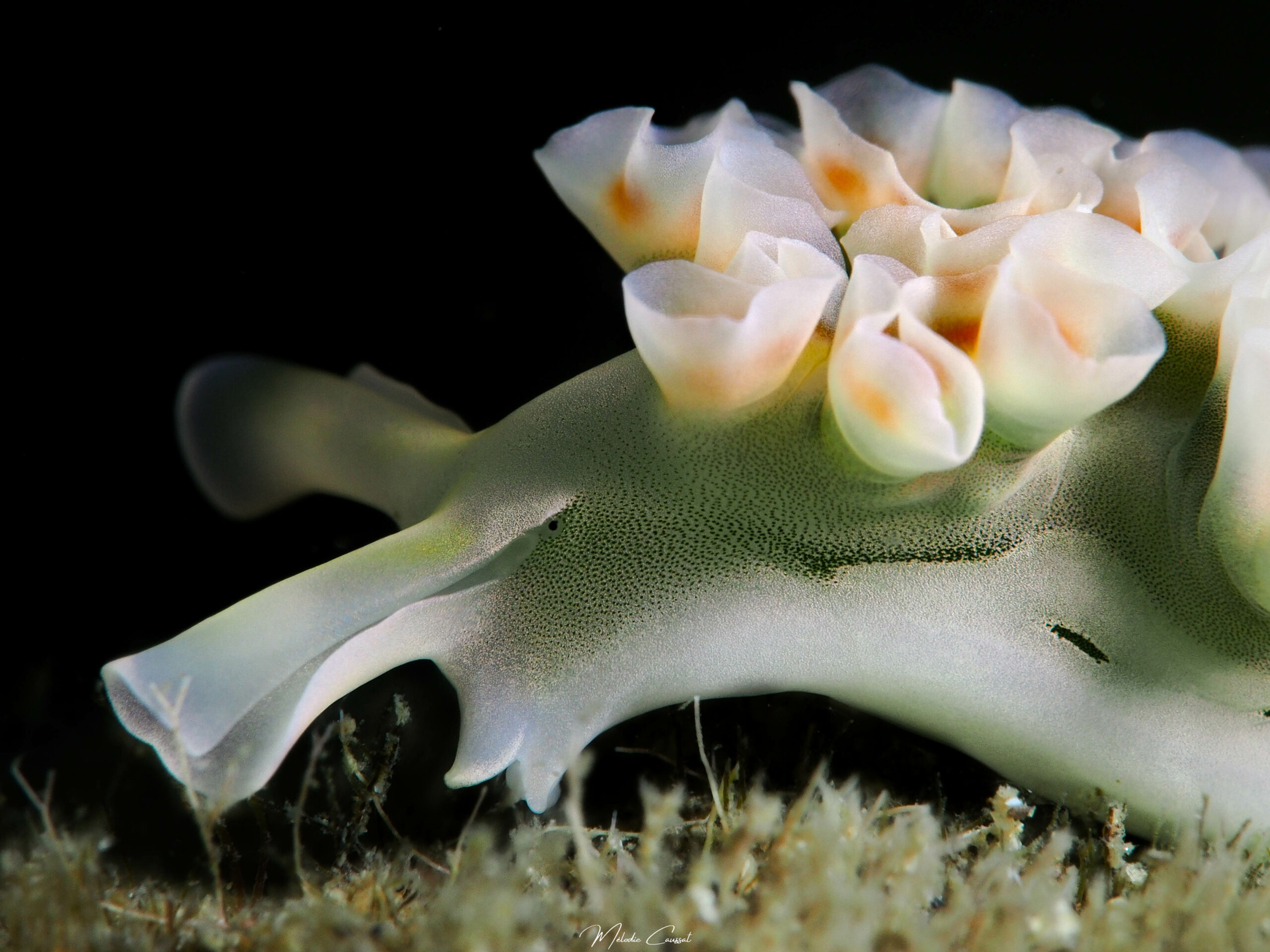 Elysia crispata - Bouillante 