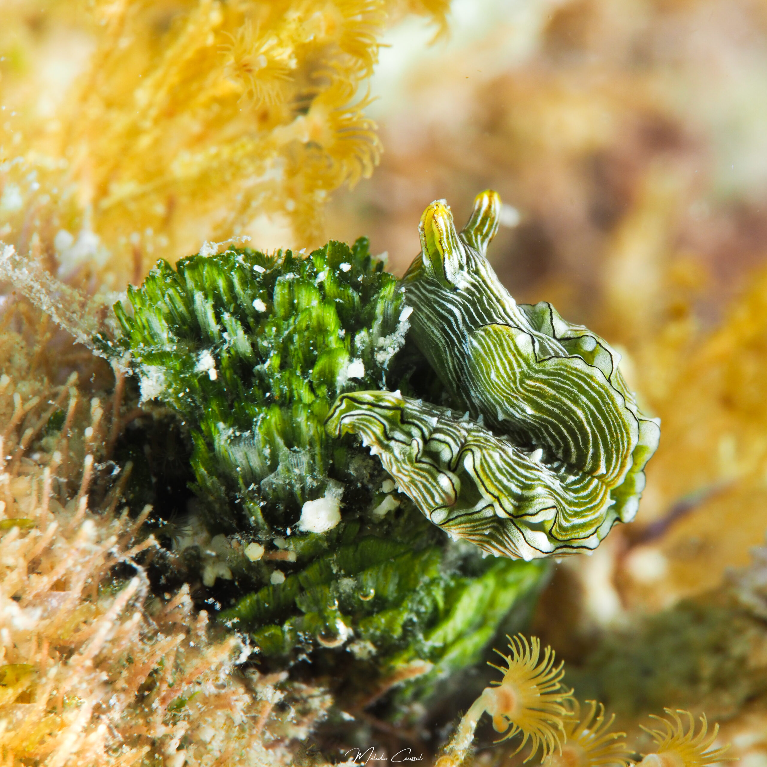 Elysia pratensis