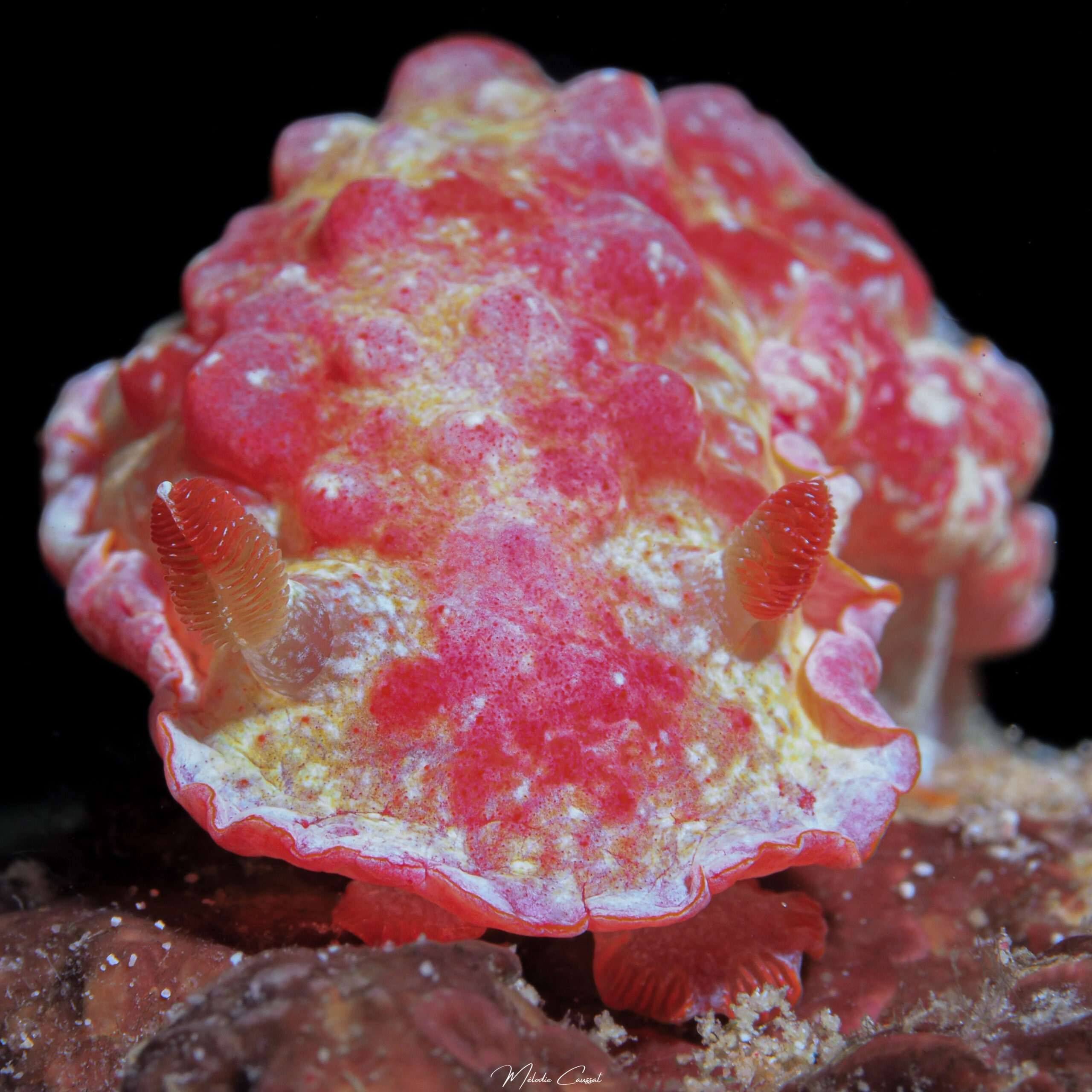 Hexabranchus morsomus