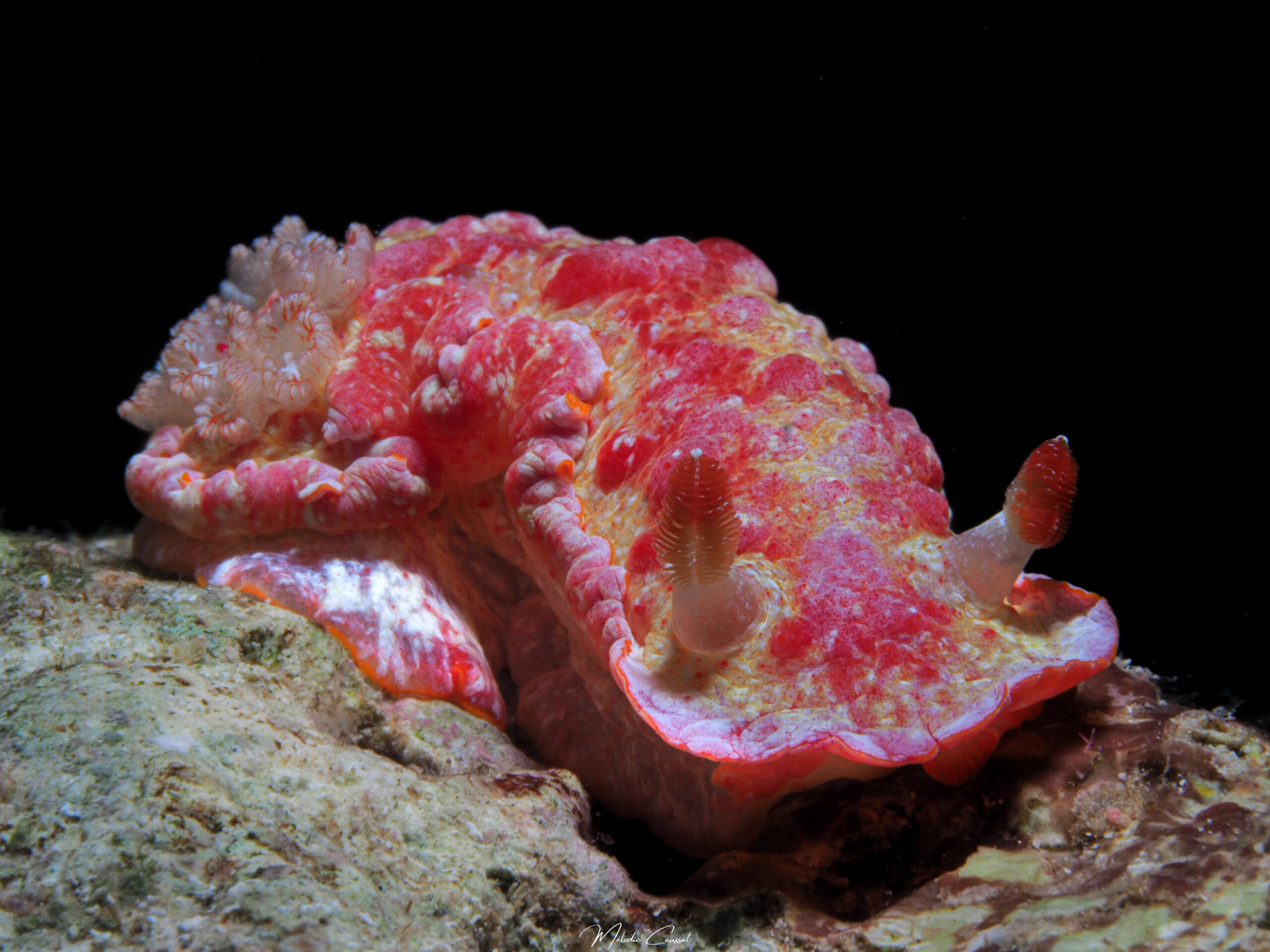 Hexabranchus morsomus - Port-Louis