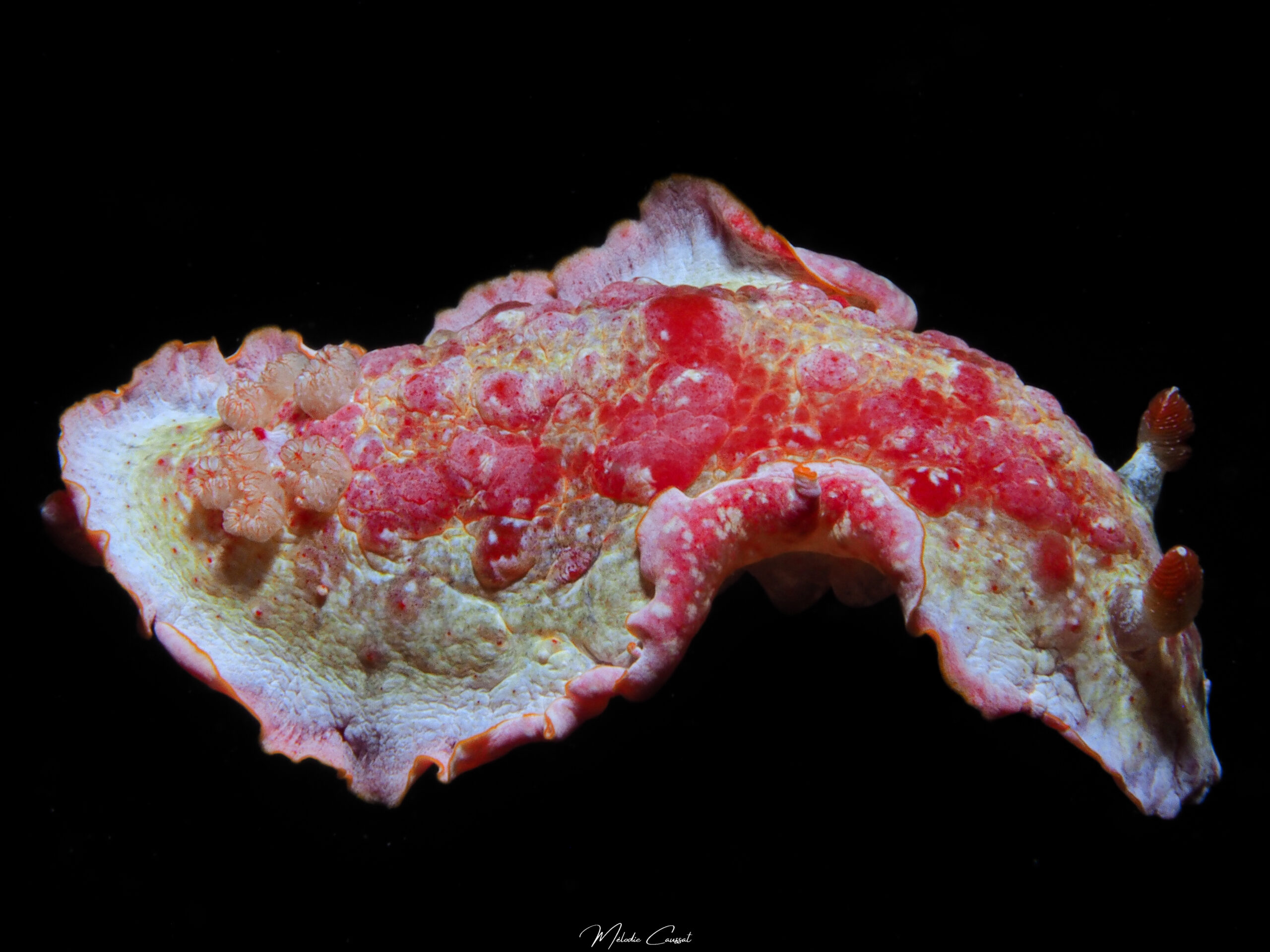 Hexabranchus morsomus