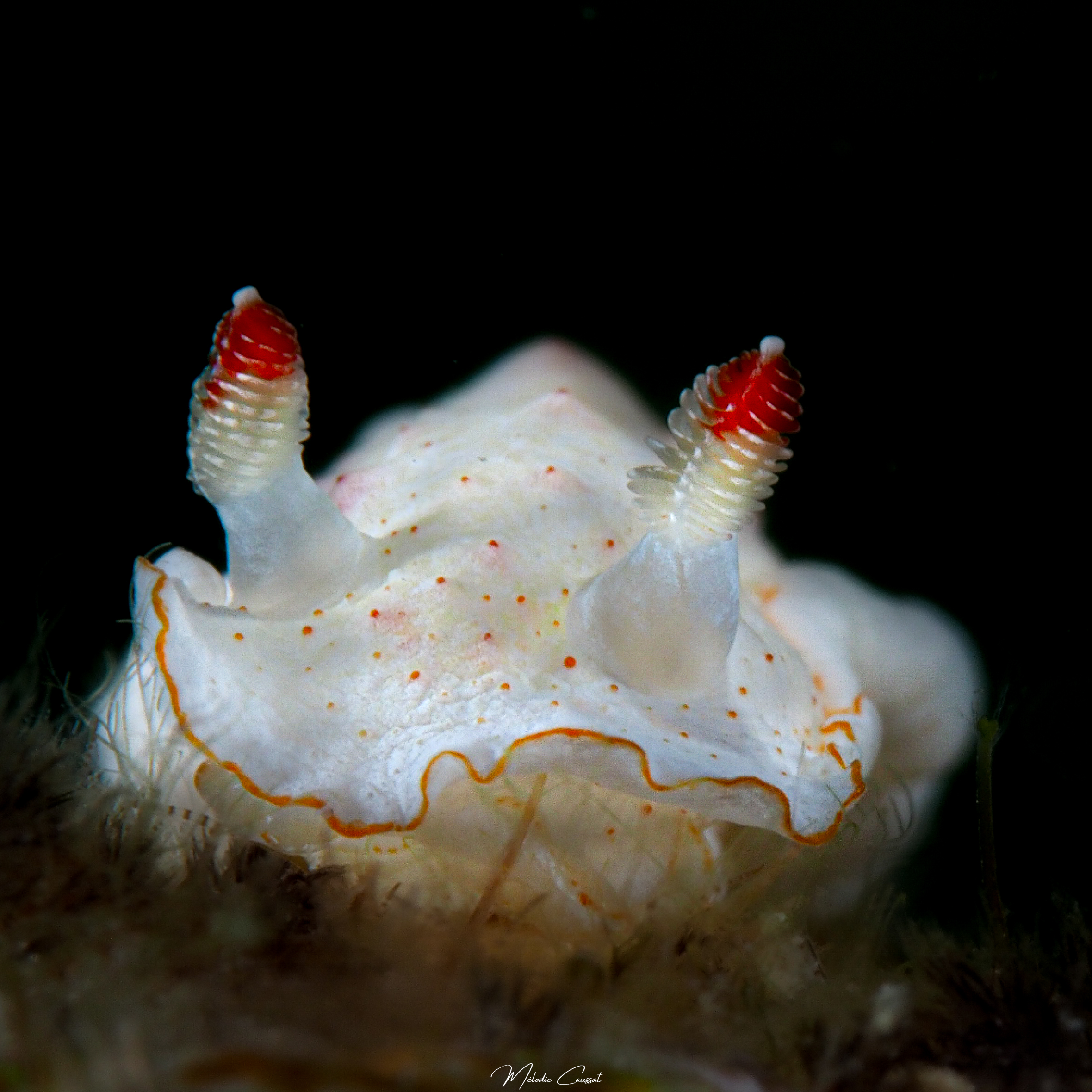 Hexabranchus morsomus juvénile