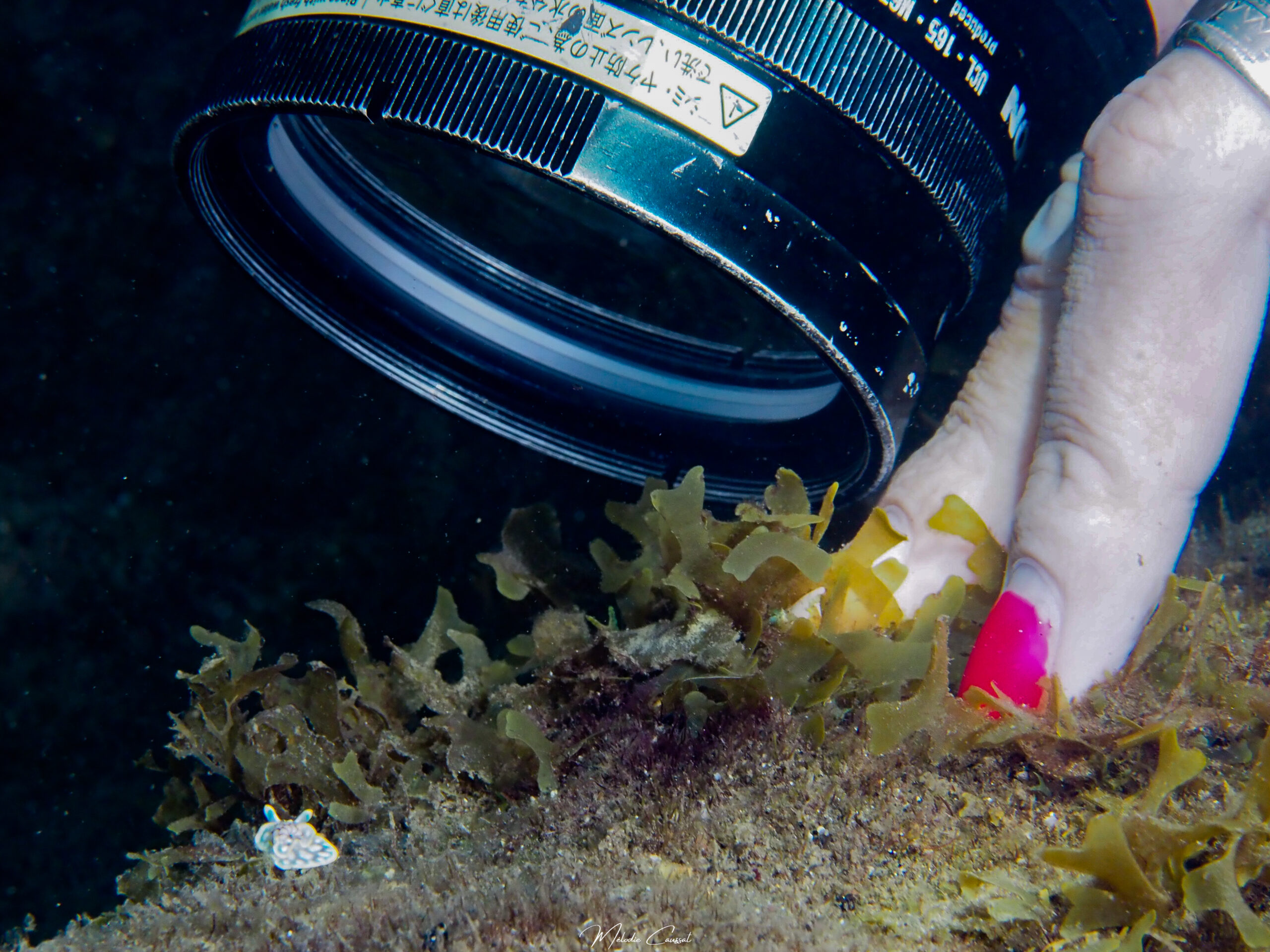 Micromelo undatus échelle