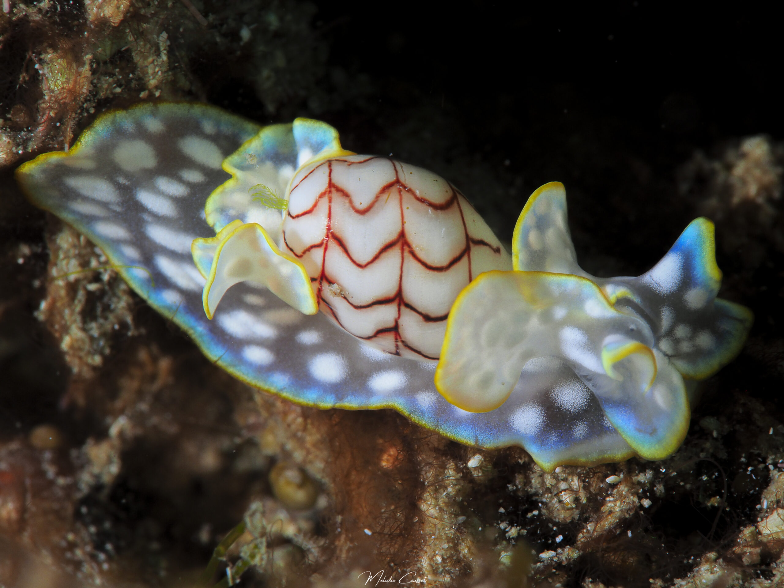 Micromelo undatus