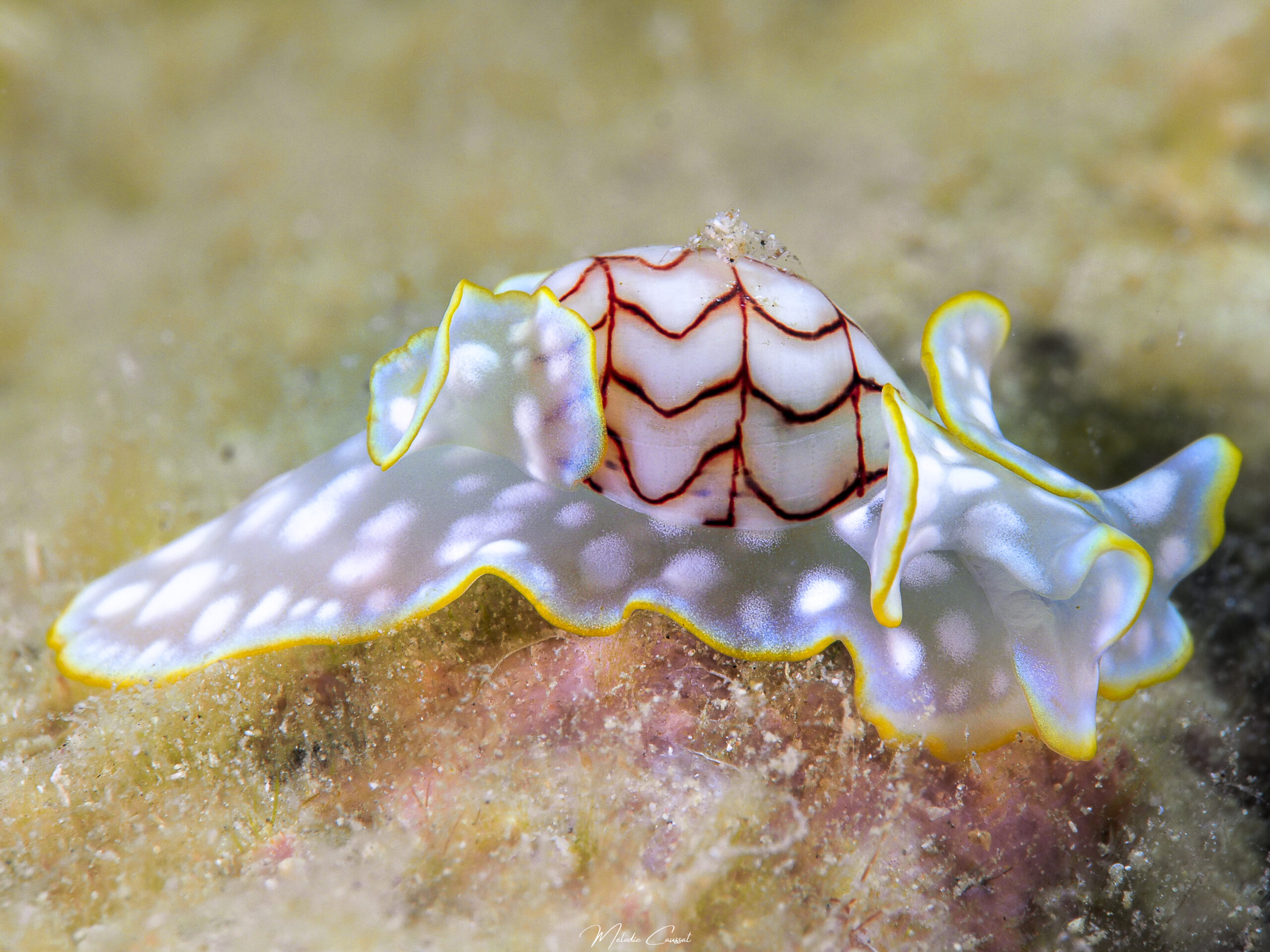 Micromelo undatus