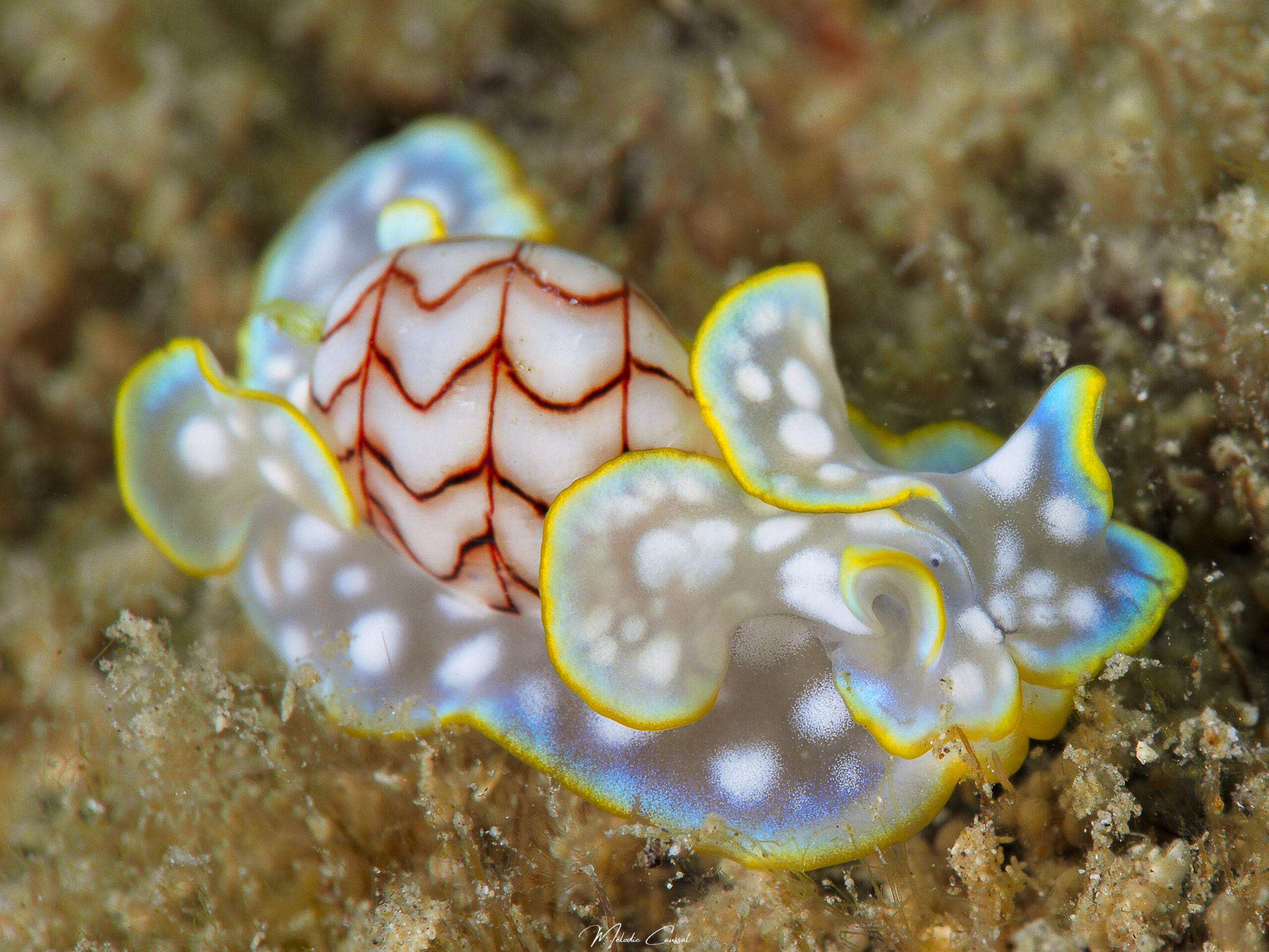 Micromelo undatus