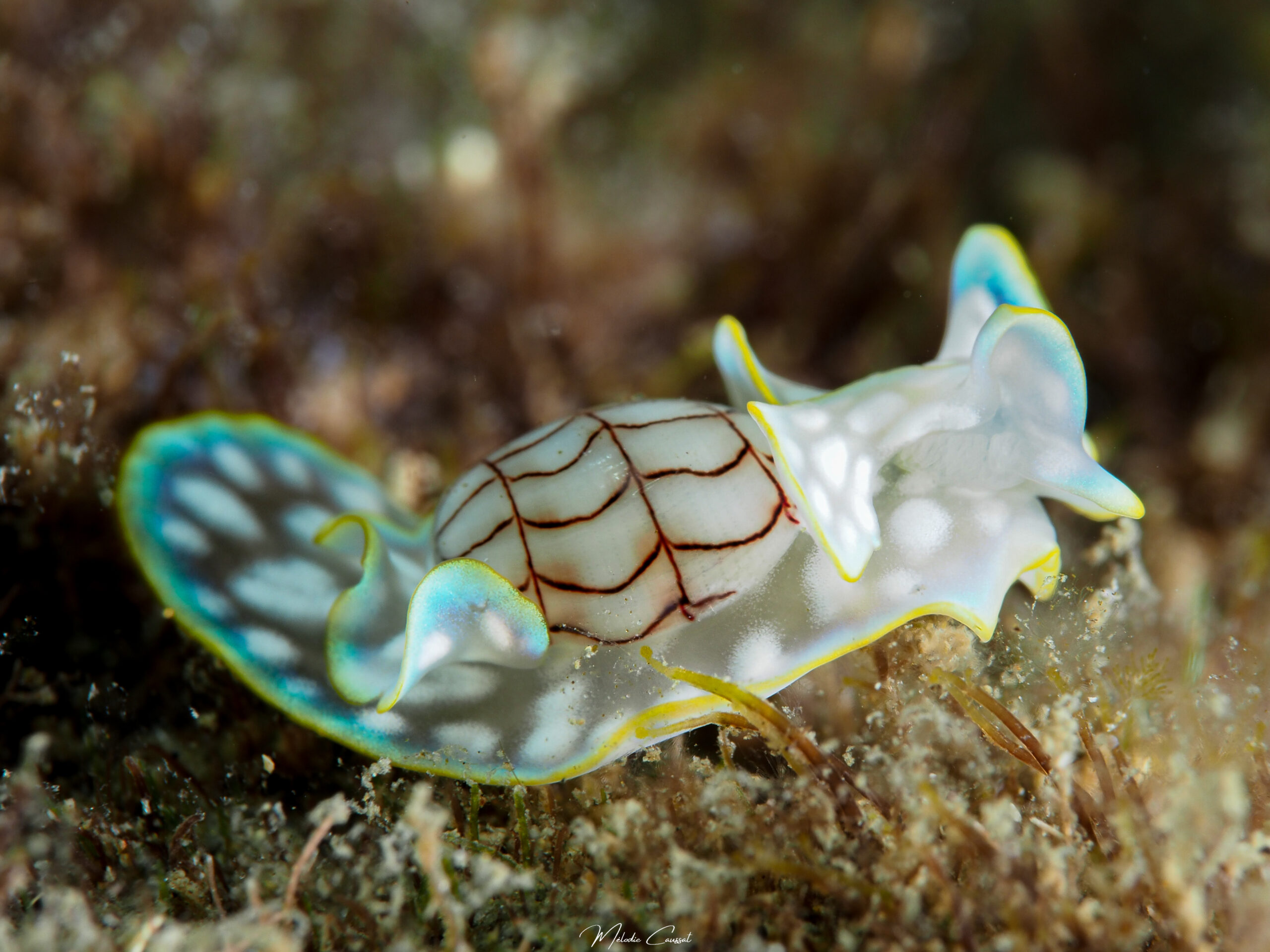 Micromelo undatus