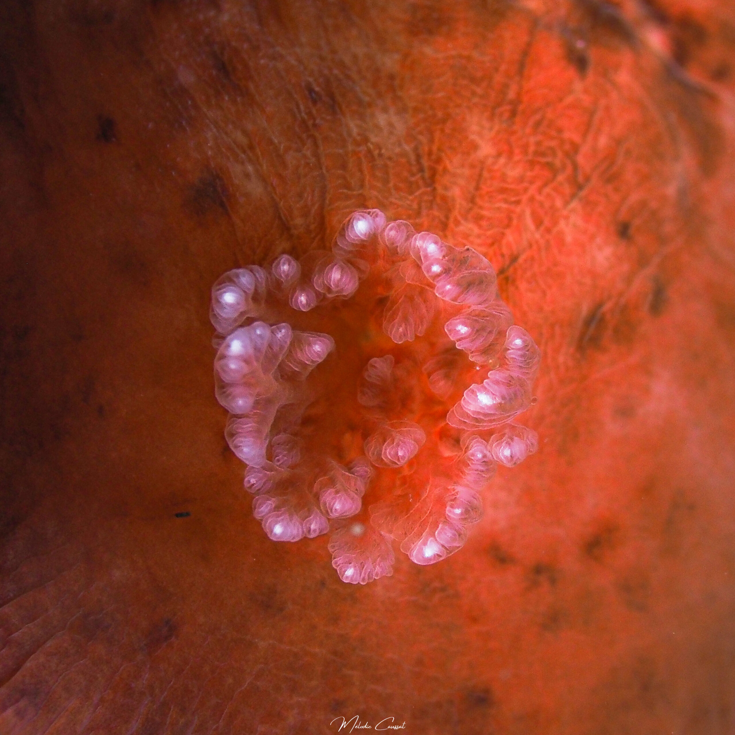 Dendrodoris krebsii branchies