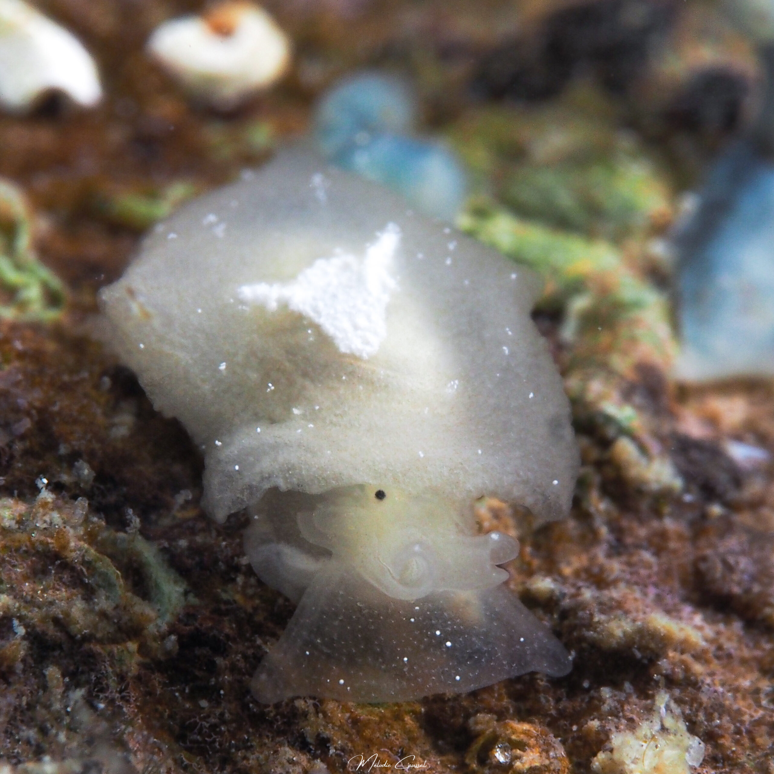 Pleurehdera vialactea