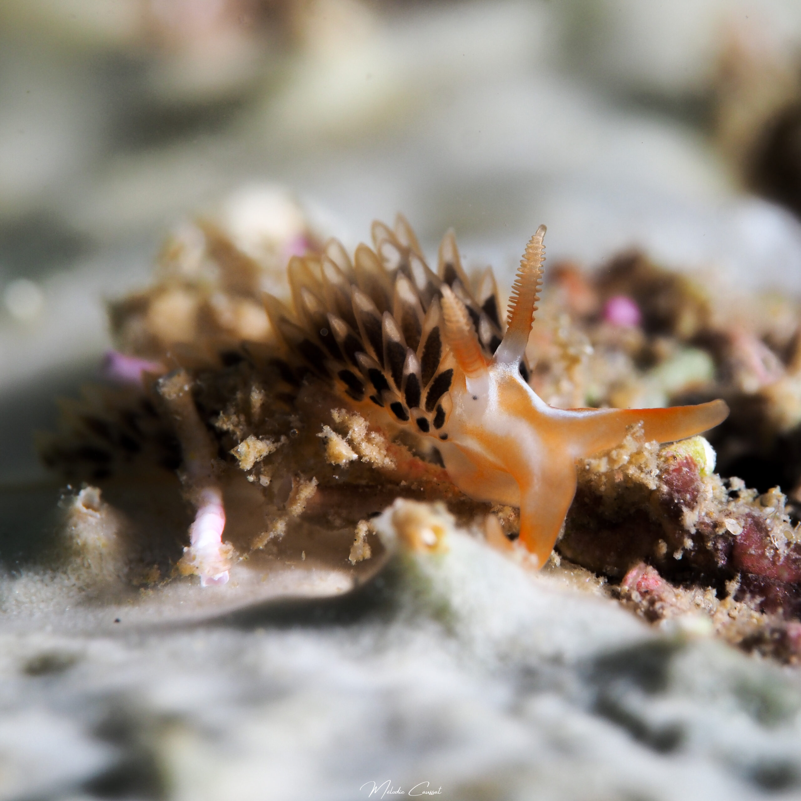 Phidiana lynceus
