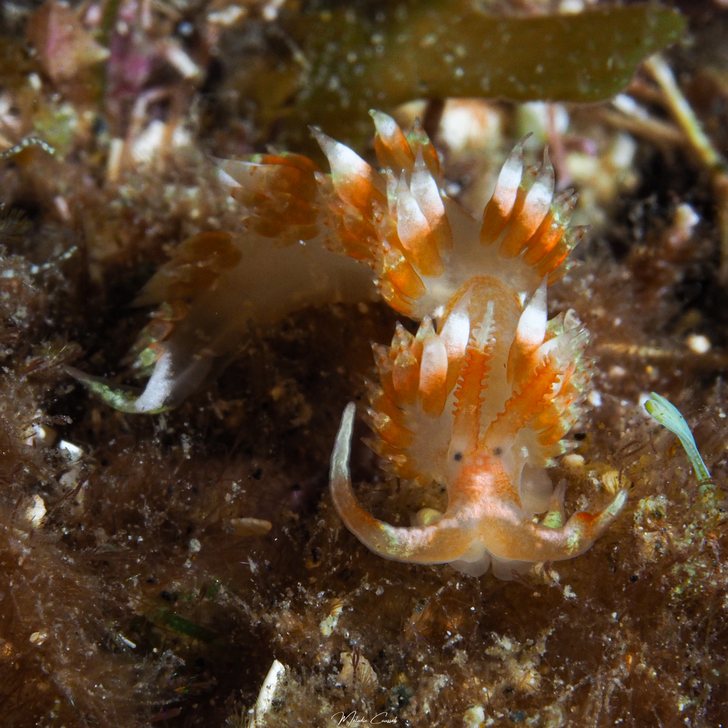 Austraeolis catina 
