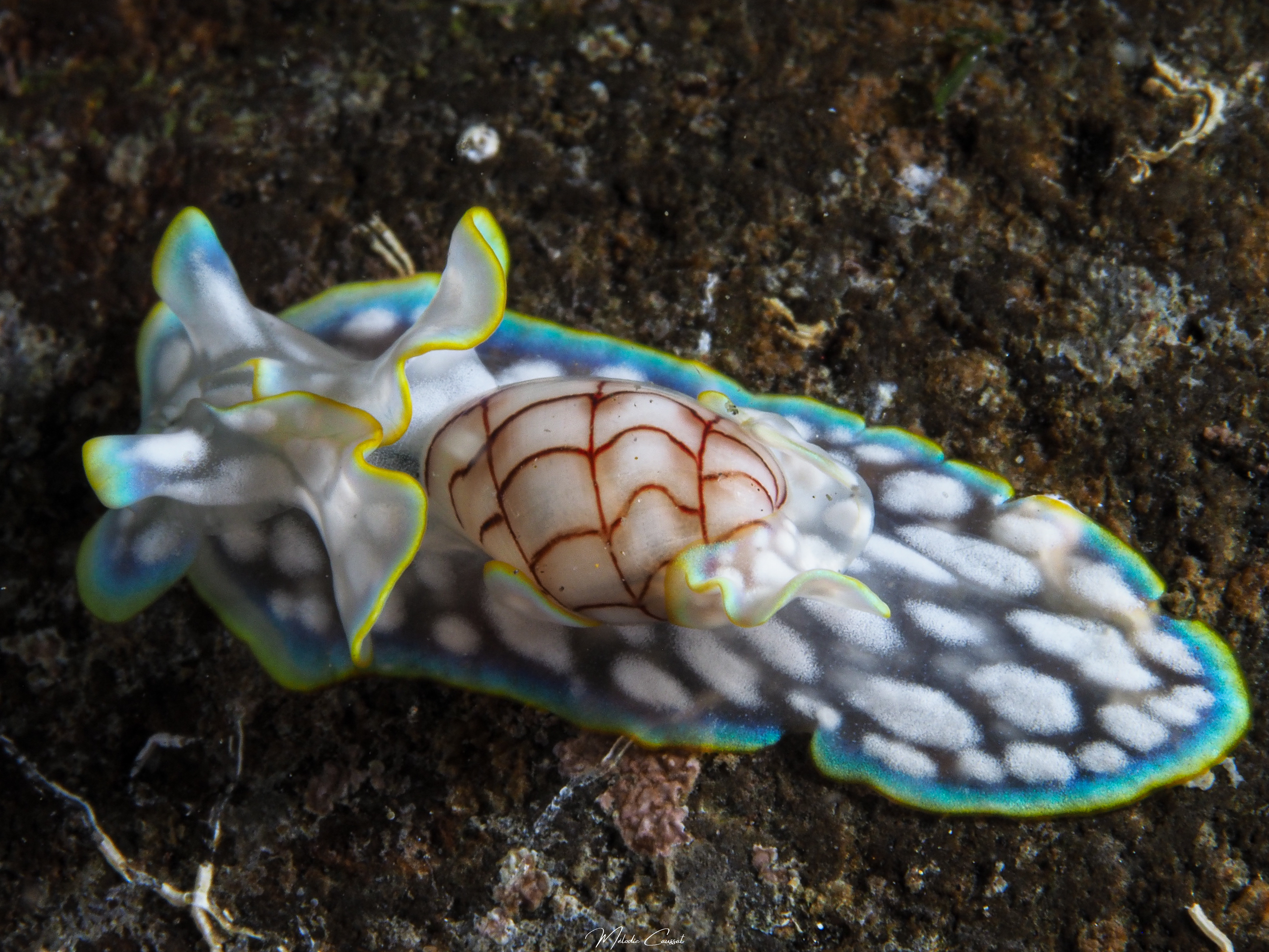 Micromelo undatus
