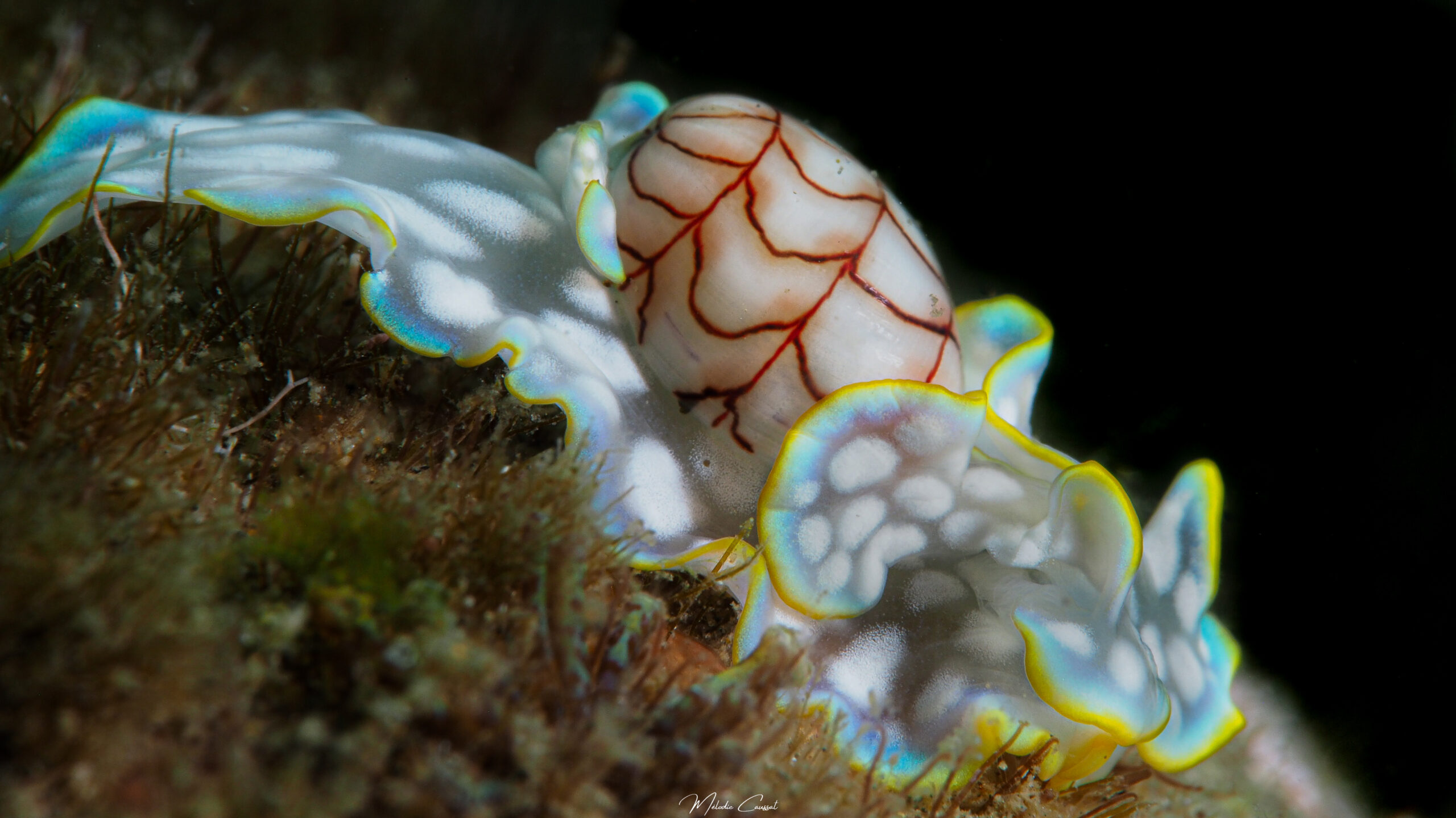 Micromelo undatus