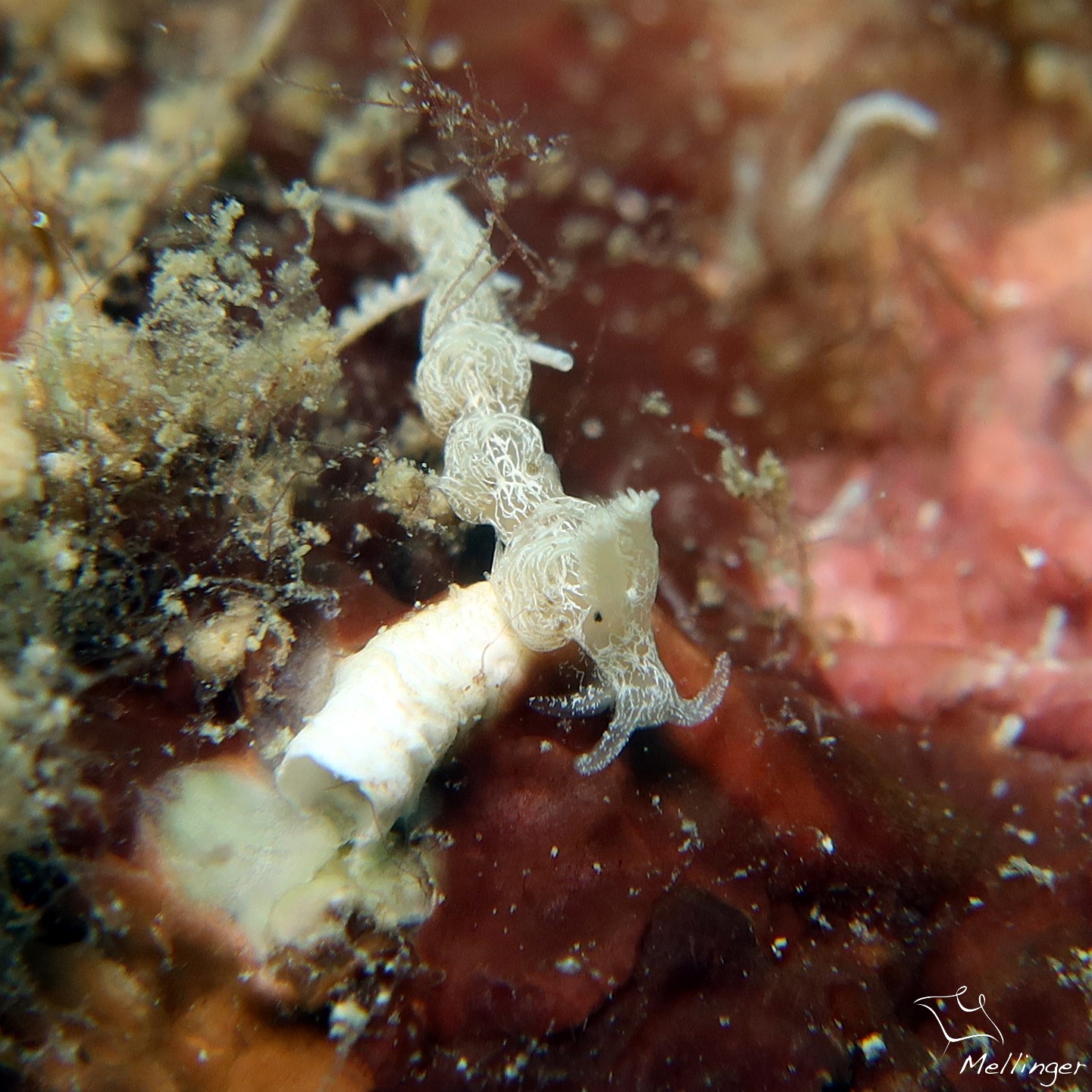 Noumeaella kristenseni (Petit cul de sac)