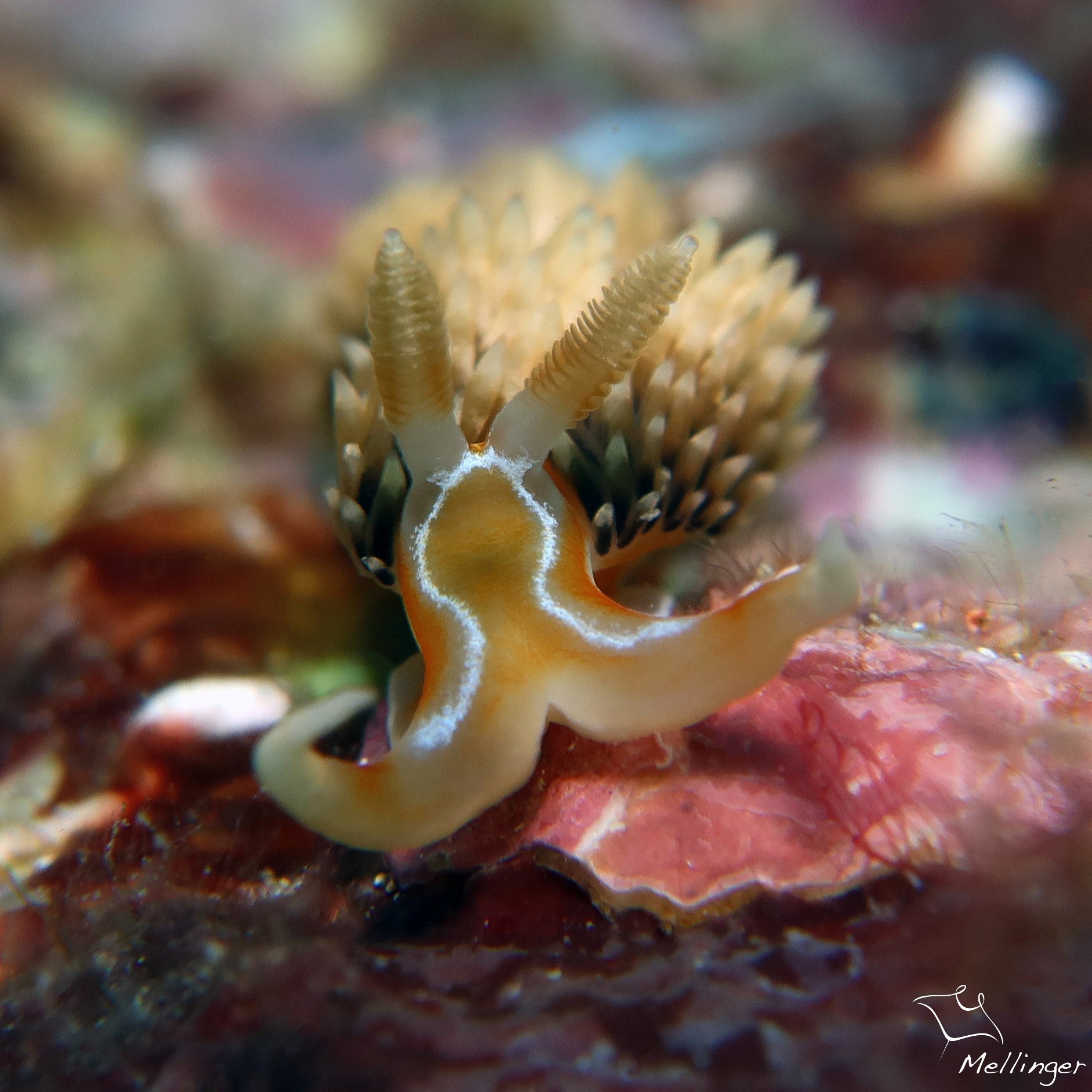 Phidiana lynceus (petit cul de sac marin)