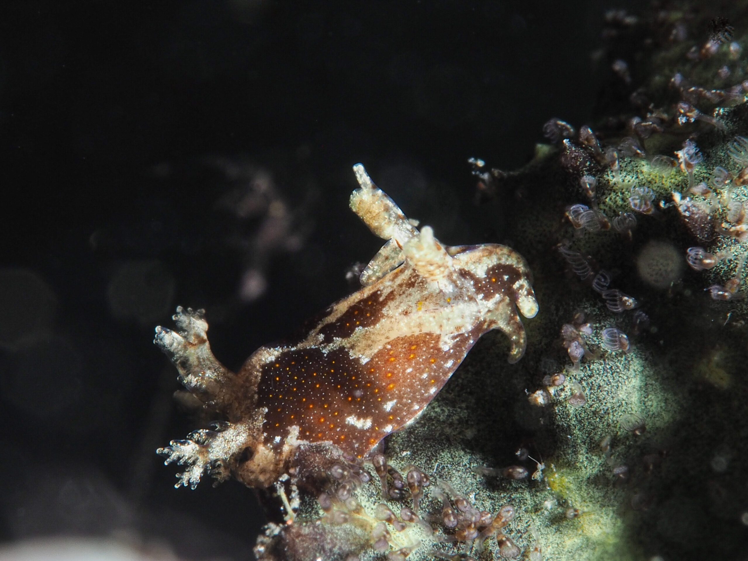 Trapania dalva (côte sous le vent)