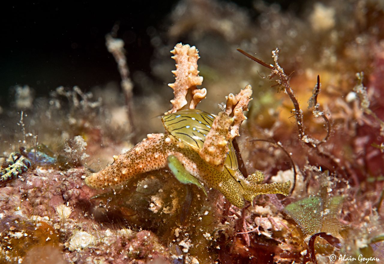 Lobiger souverbii 