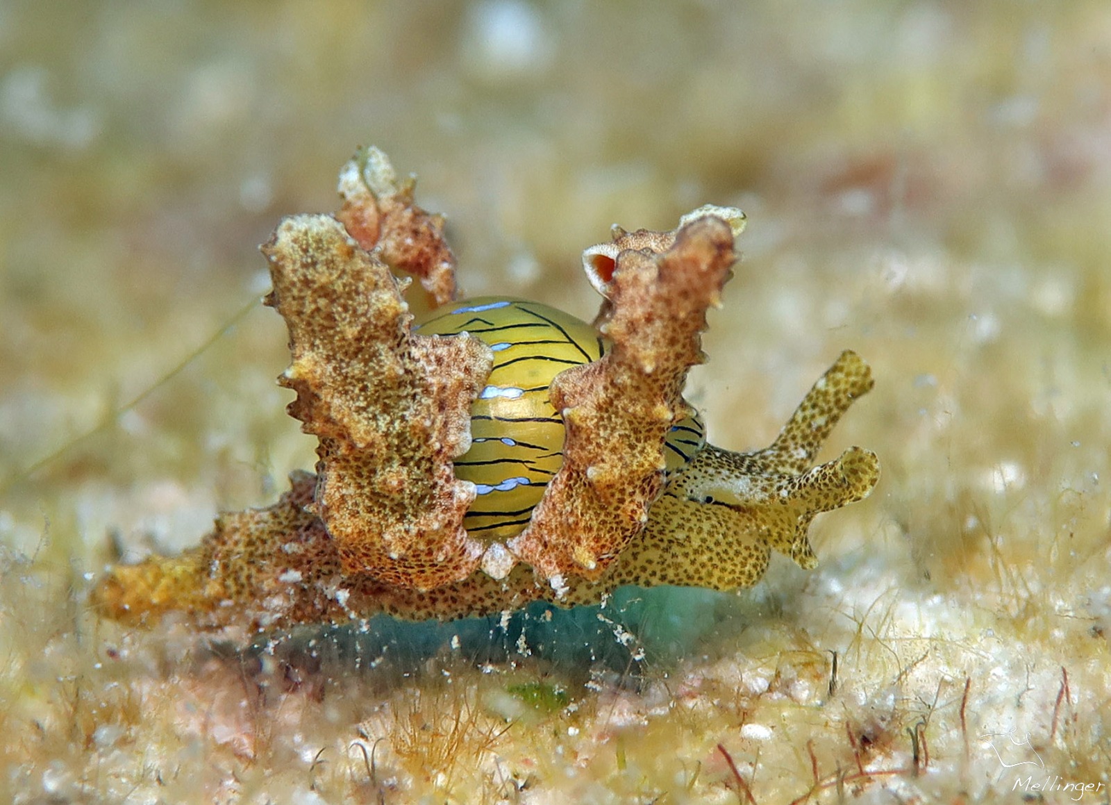 Lobiger souverbii 