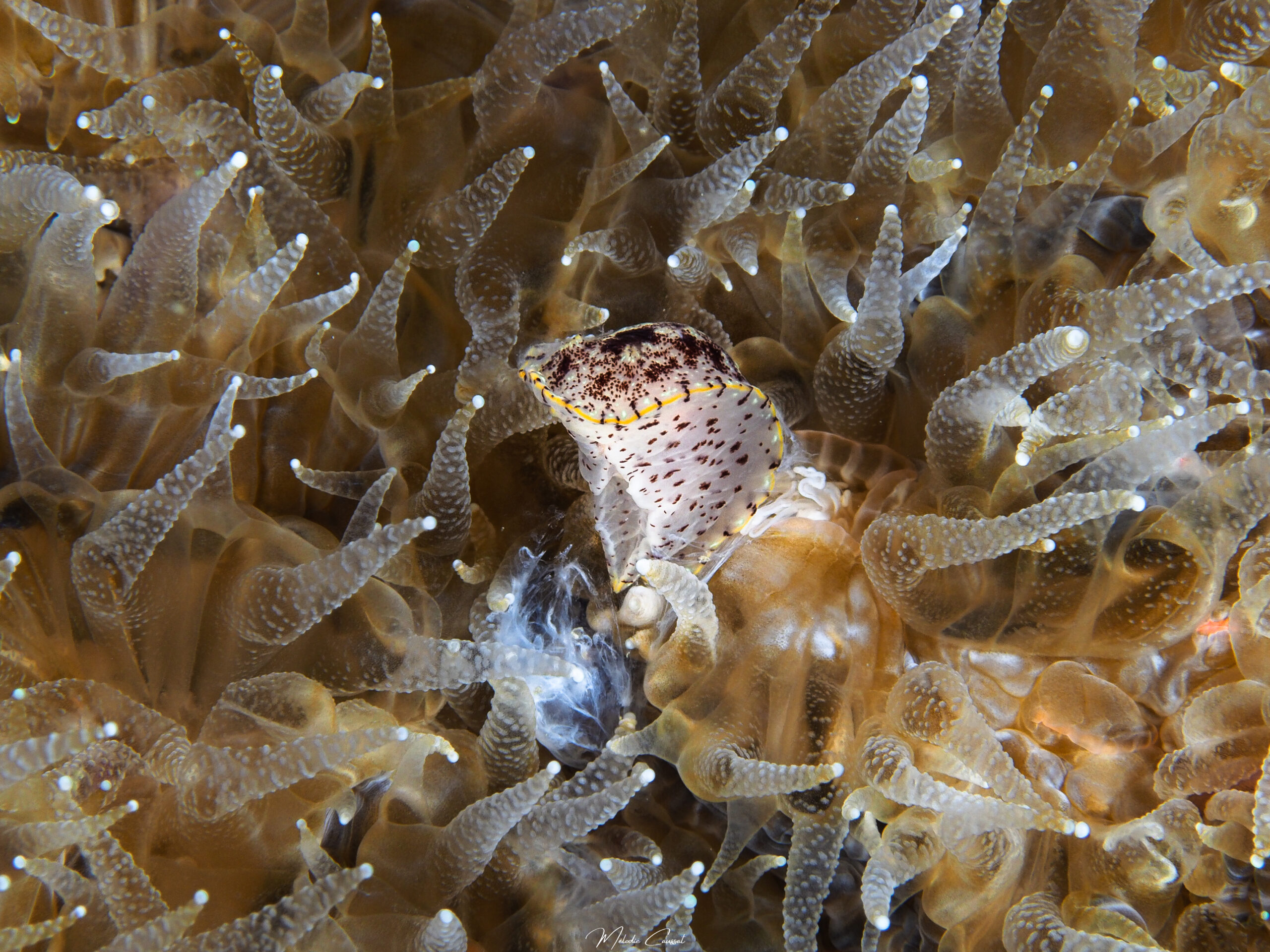 Aphelodoris antillensis prédamtée par un cnidaire