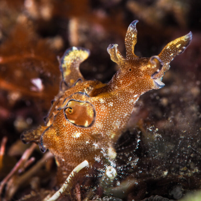 Aplysia parvula