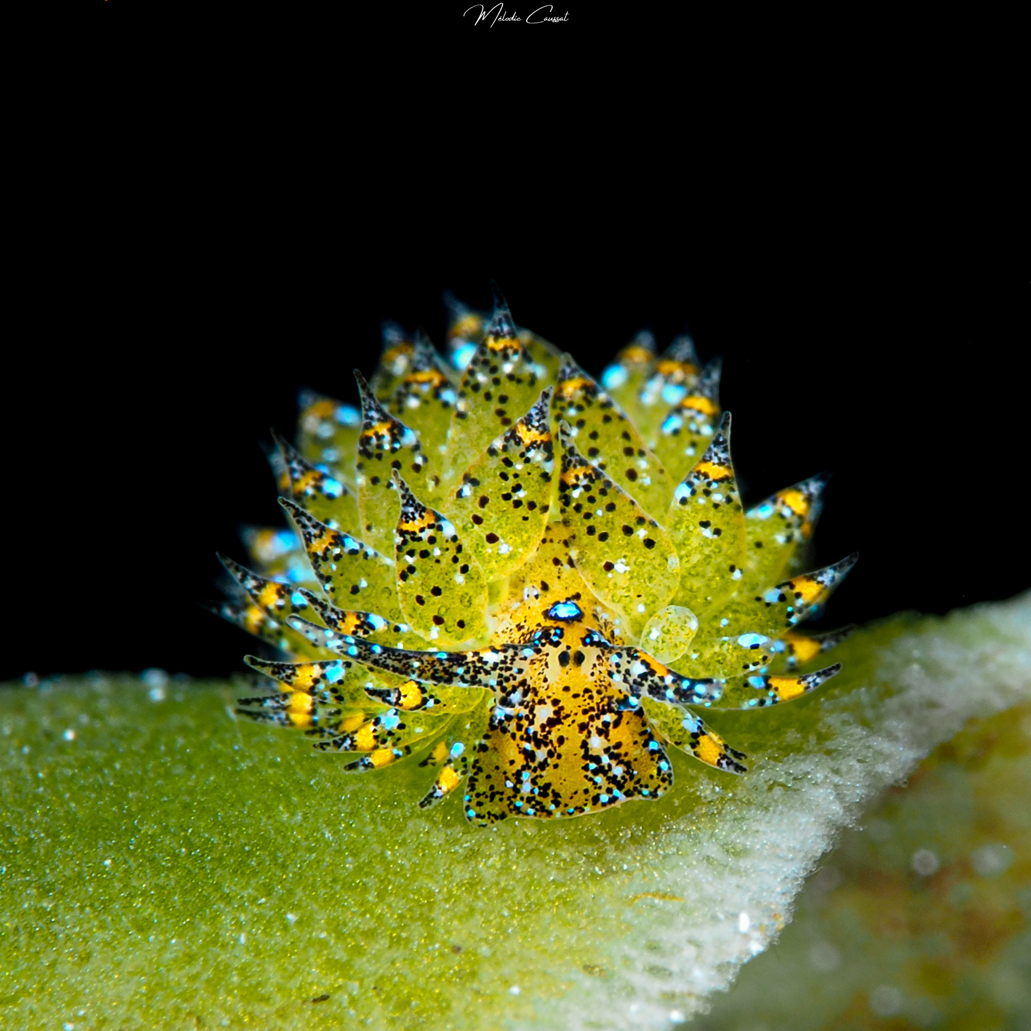 Costasiella ocellifera