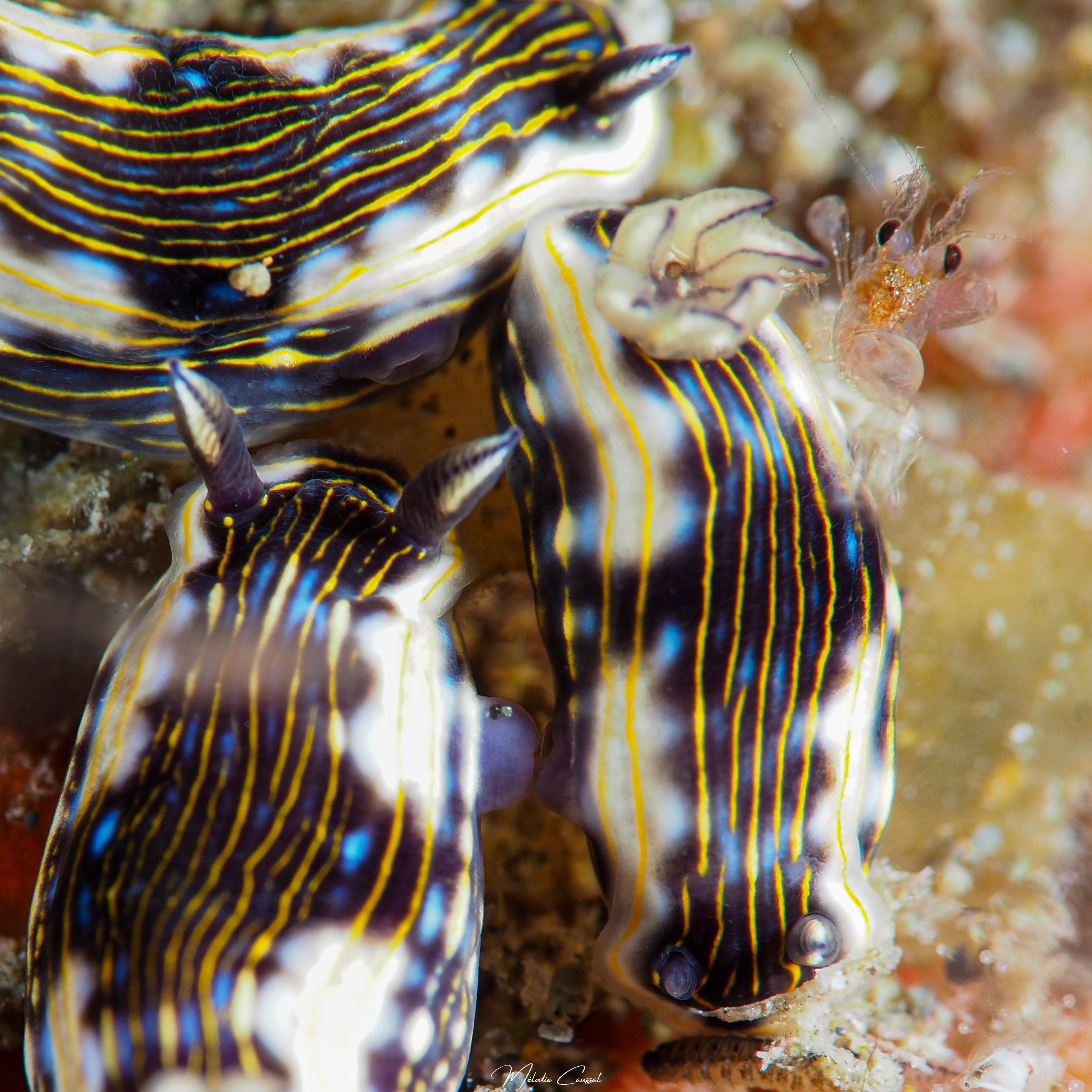Felimare ruthae reproduction 