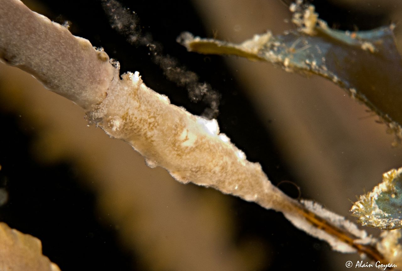 Tritonia wellsi (ponte à Port-Louis)