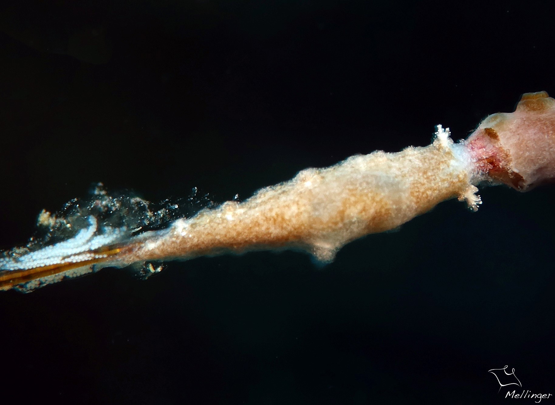 Tritonicula wellsi 