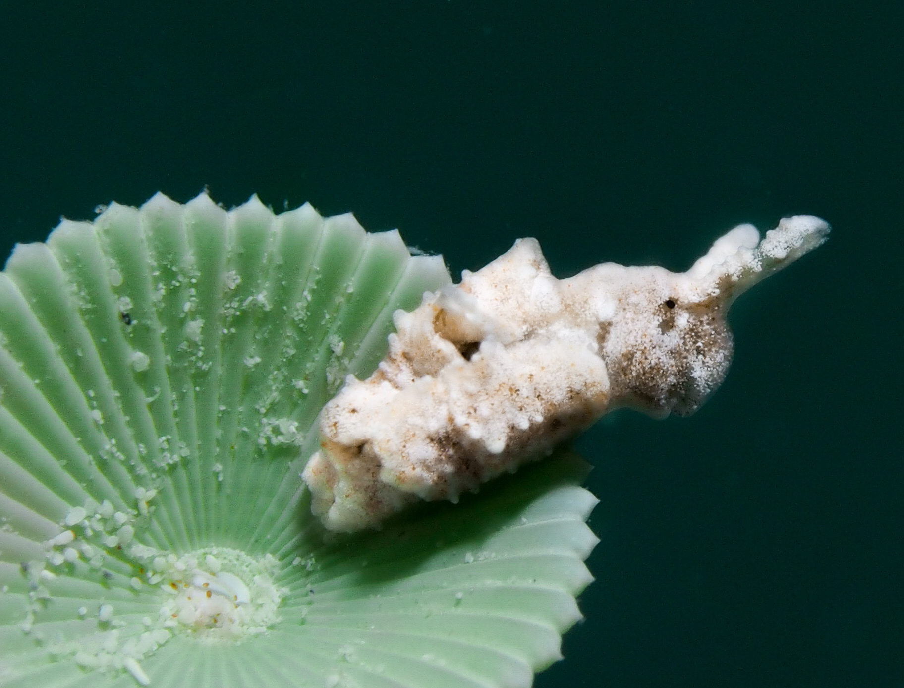 Elysia cornigera 