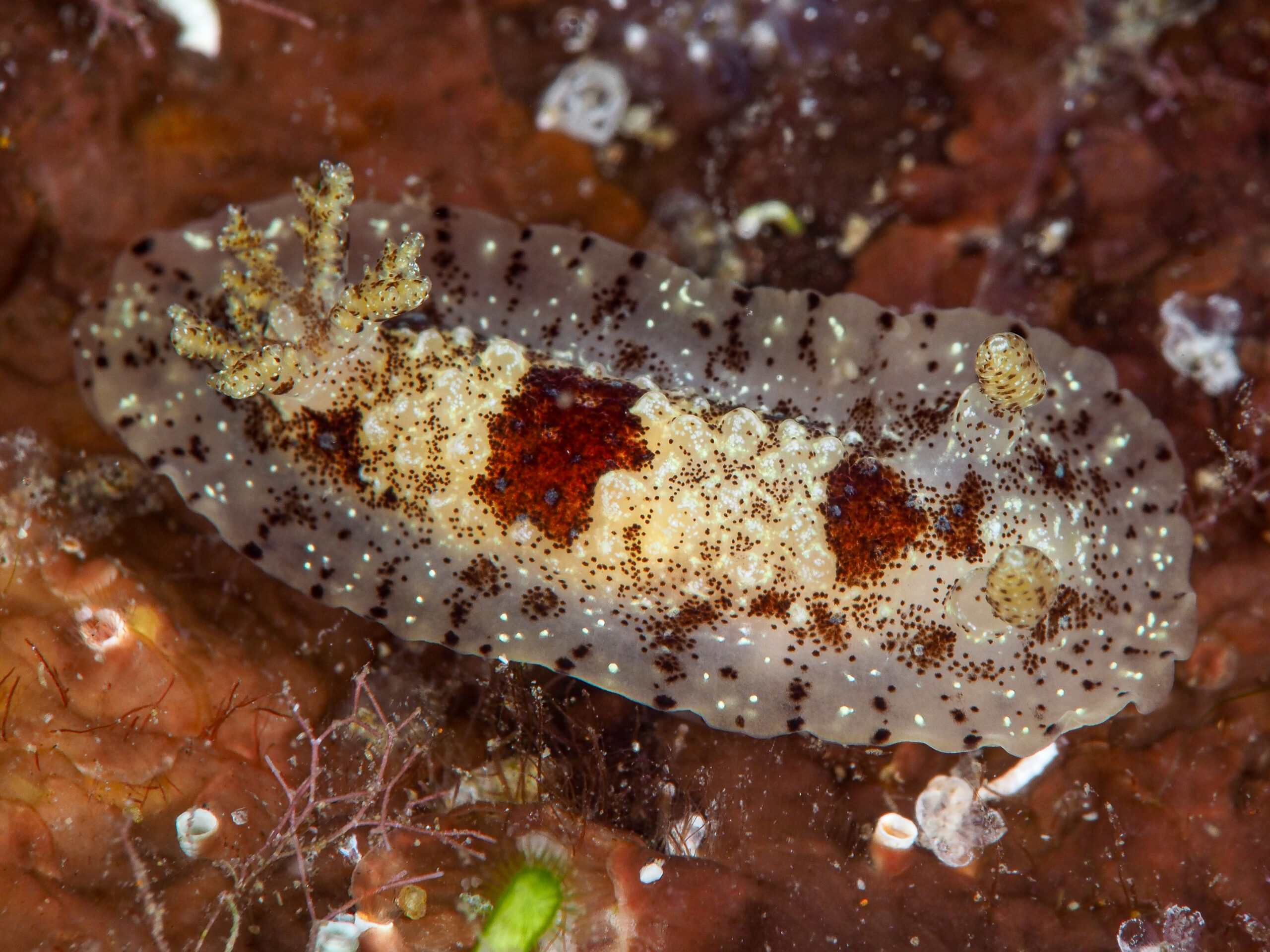 Aphelodoris antillensis