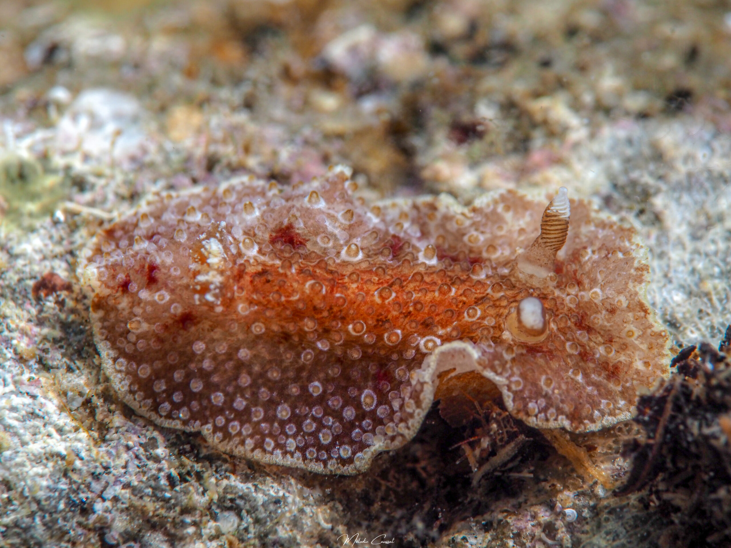 Carminodoris hansrosaorum