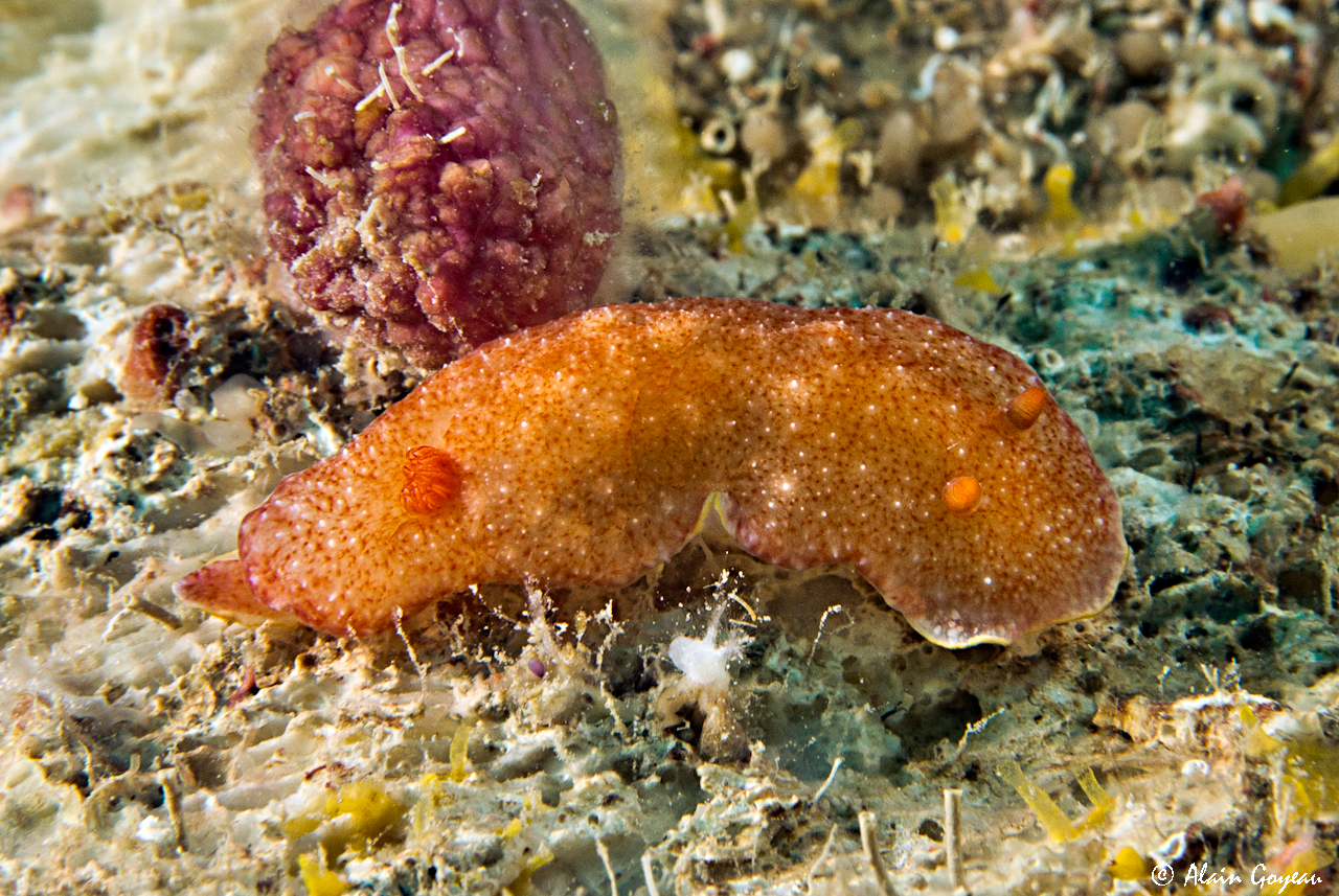Felimida regalis