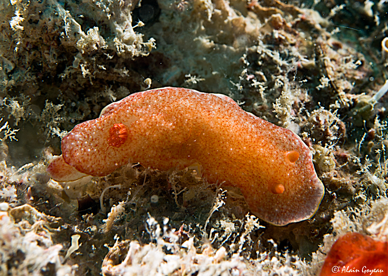 Felimida regalis