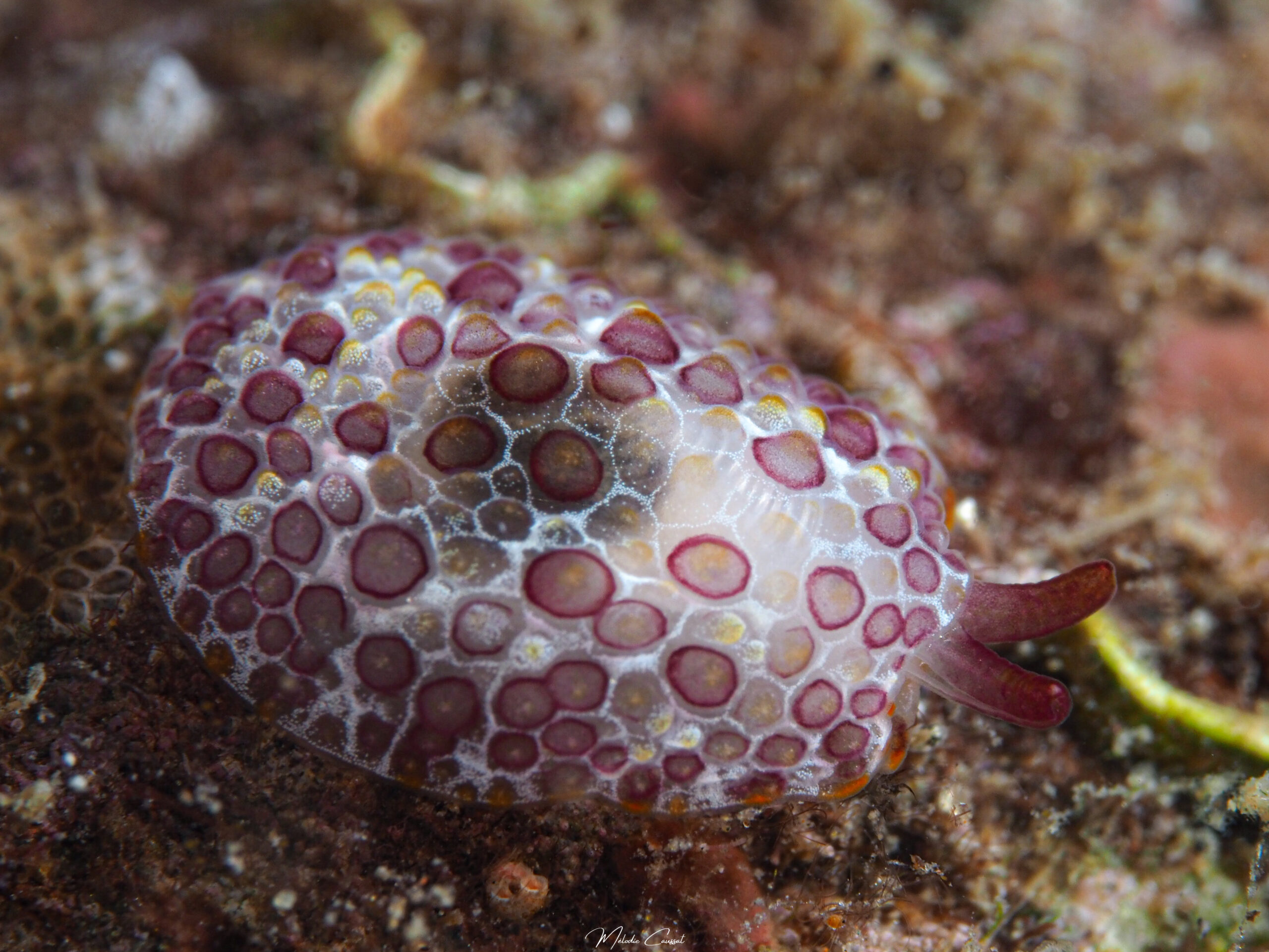 Pleurobranchus areolatus